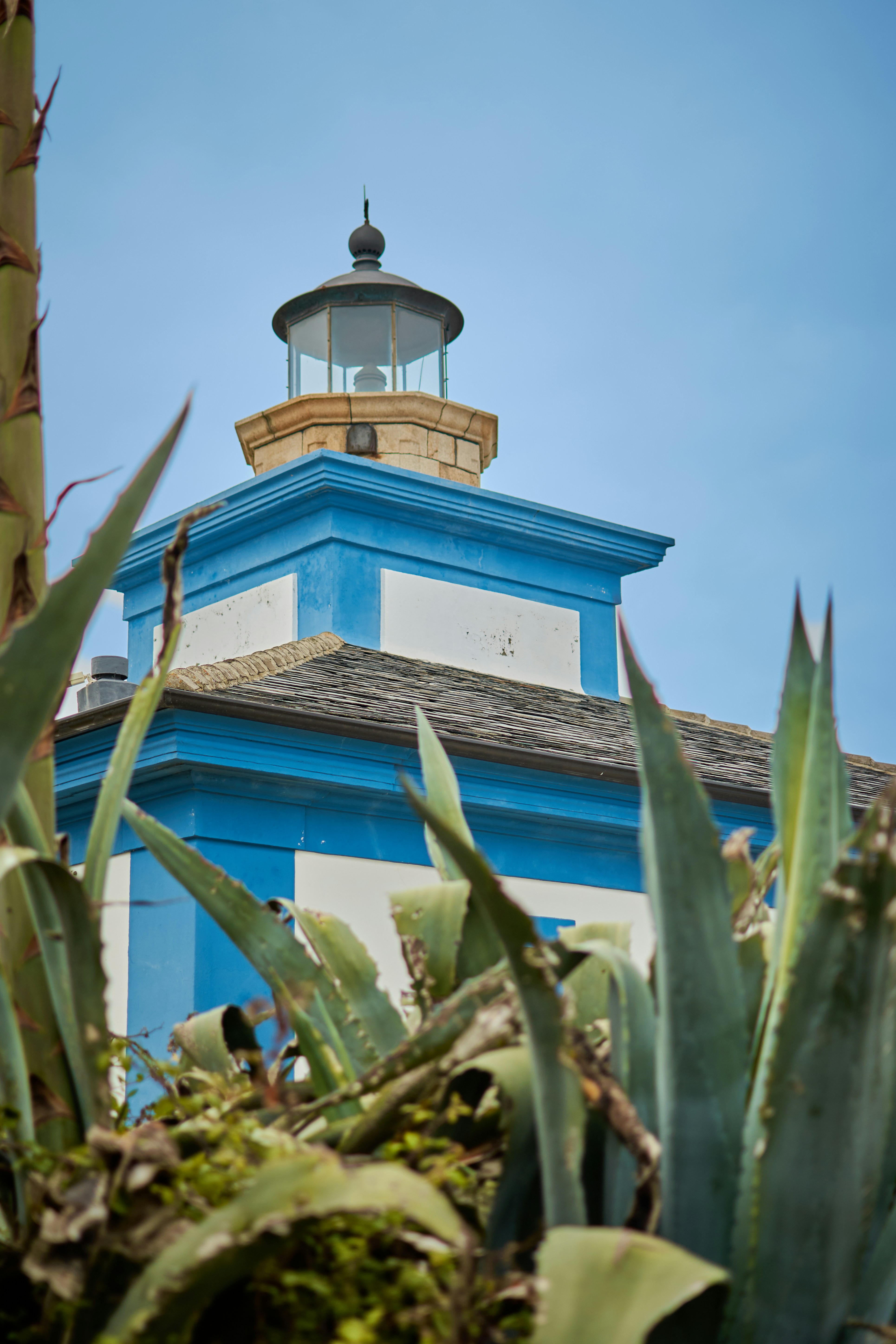 Blue and white lighthouse behind agave plants