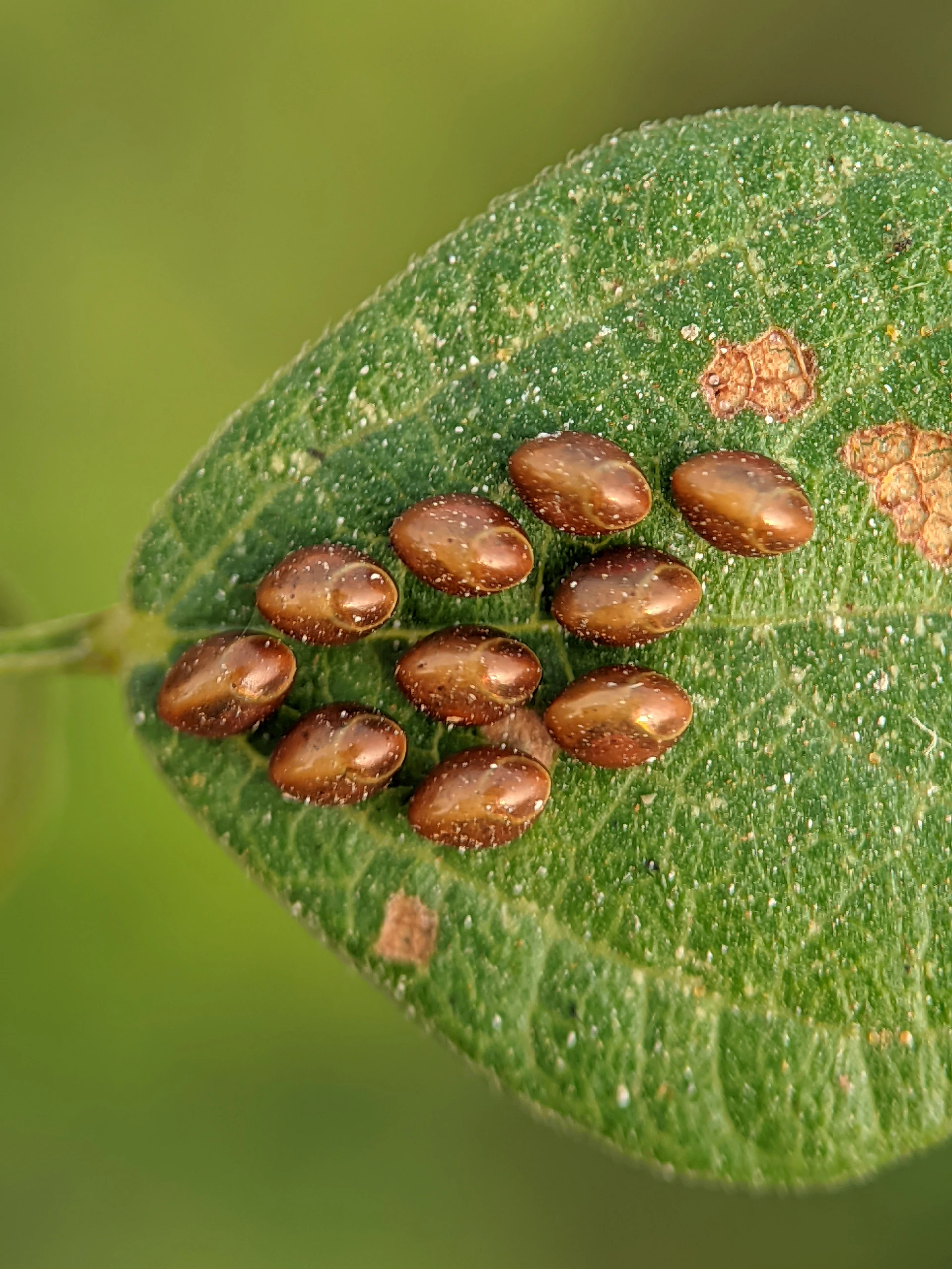 Cluster of brown insect eggs on a green leaf