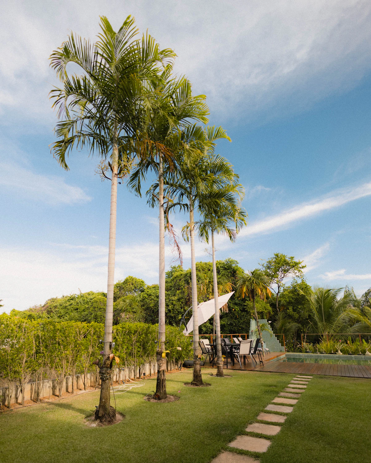 Palm trees and green lawn surrounding a tropical backyard pool