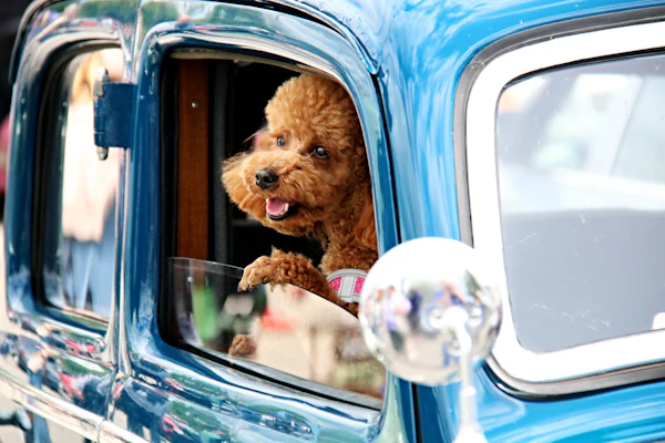 Pet Transport Ashford International to Orly Airport