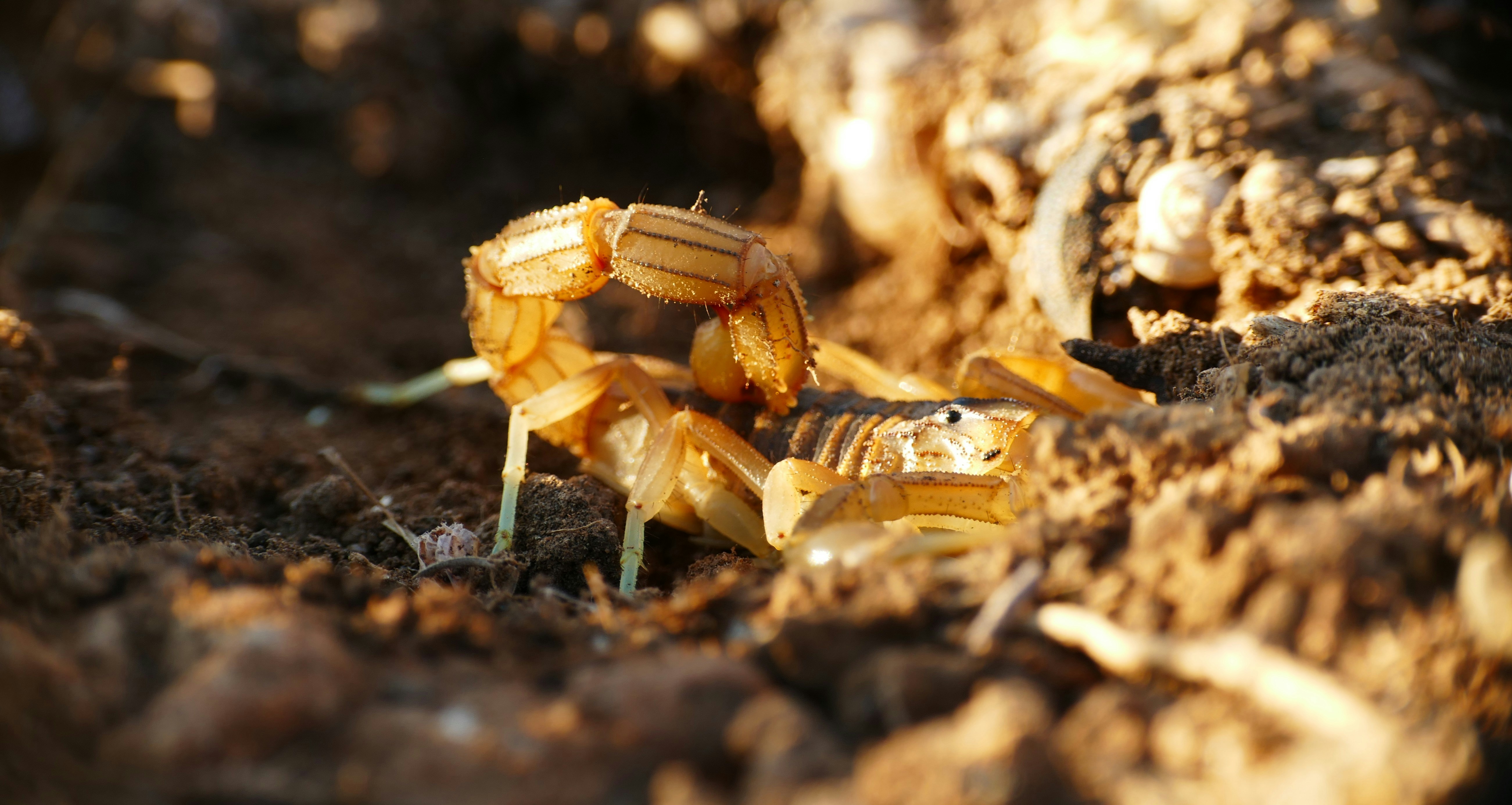 A scorpion crawls on dry, rocky ground