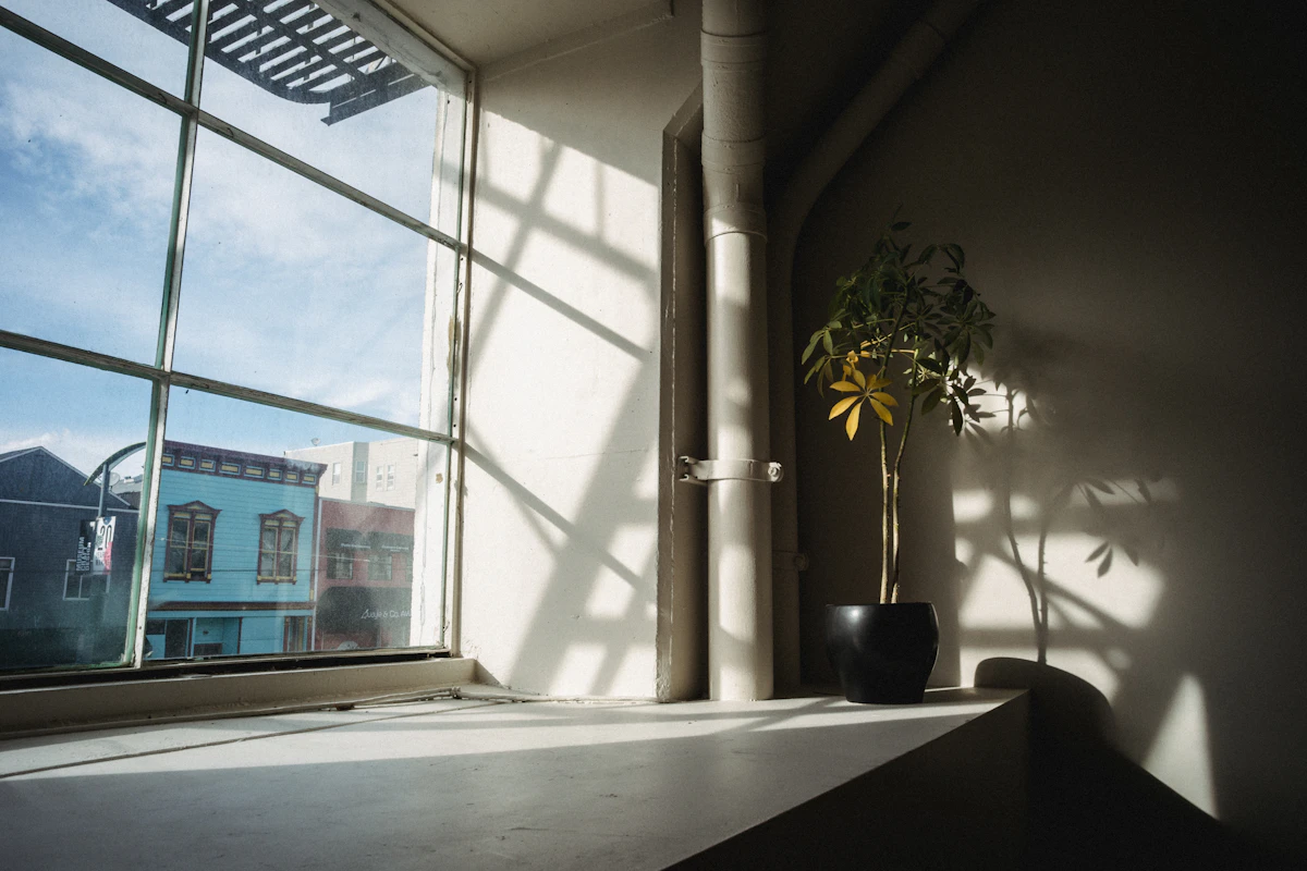 Zacht daglicht valt op een kamerplant bij het raam