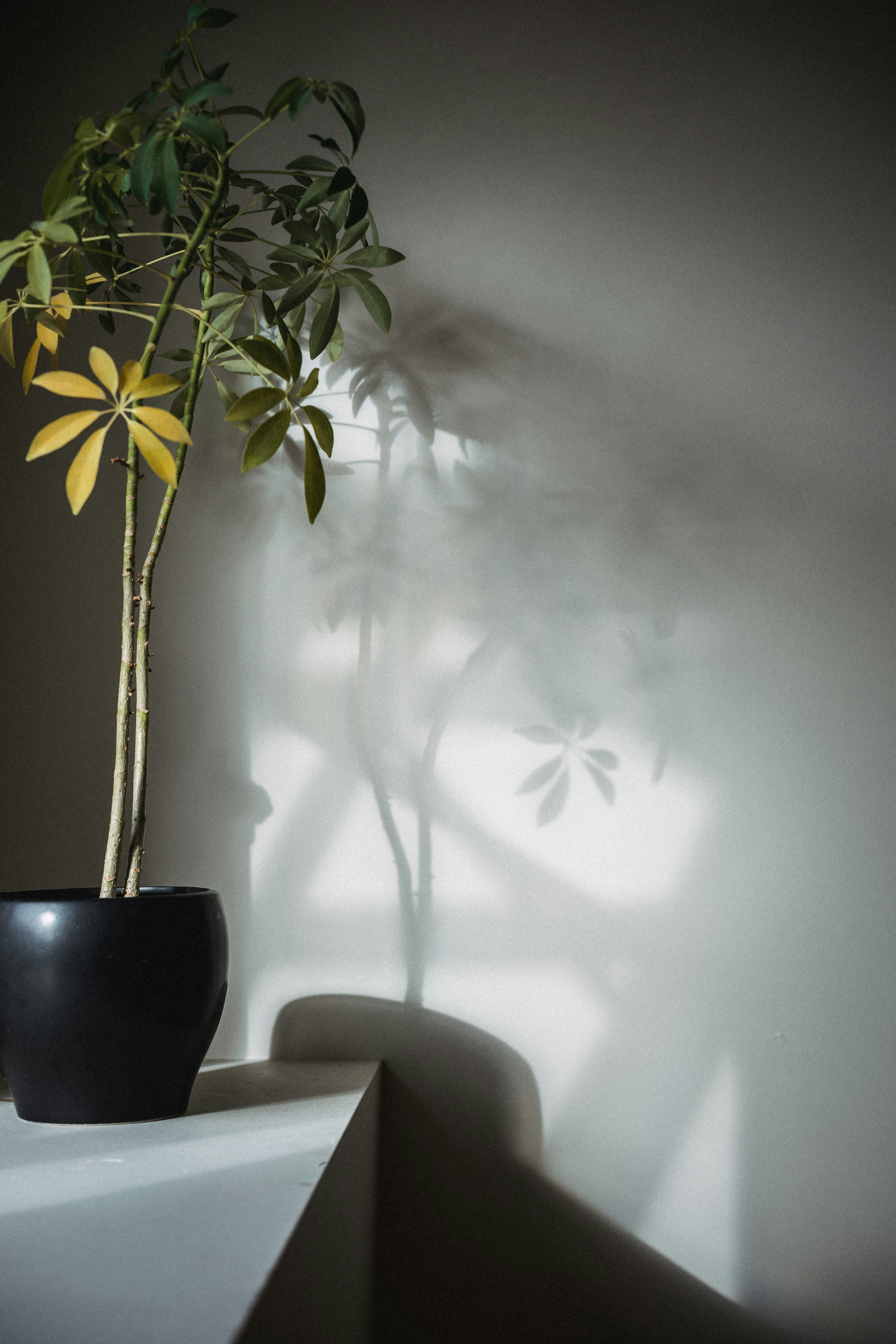 Potted plant casting shadows on a wall.
