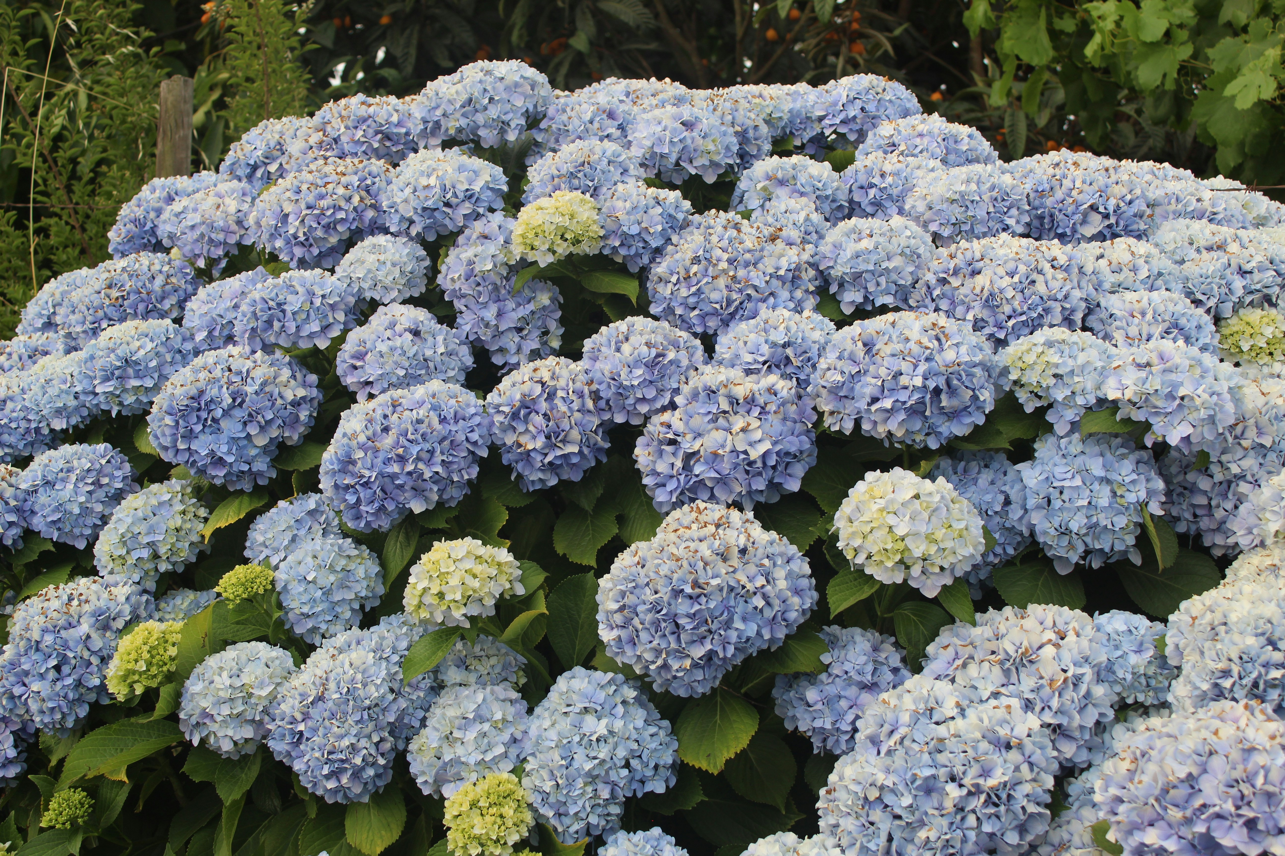 Photo by marcelgalliard