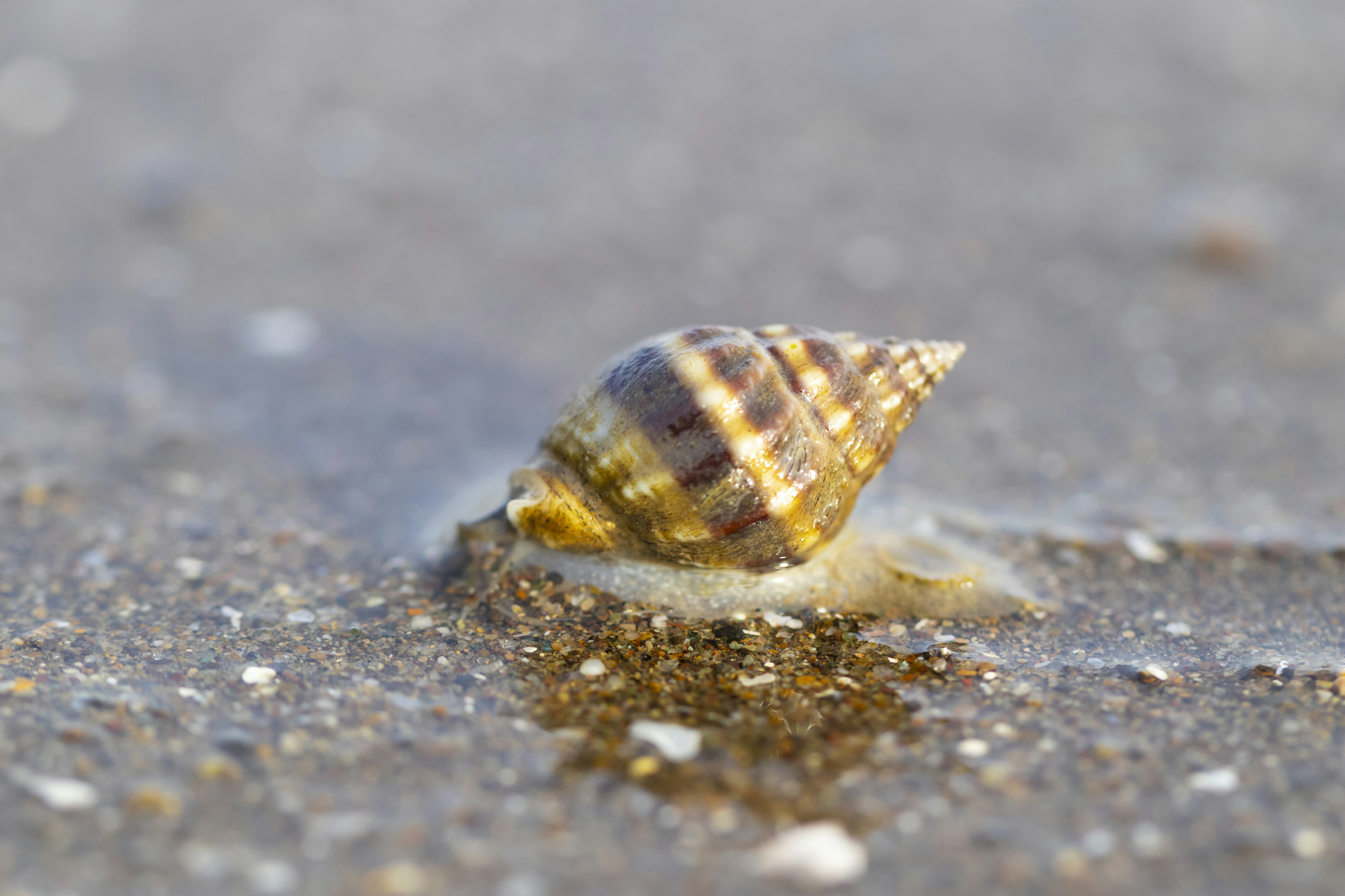 A snail with a striped shell on wet sand