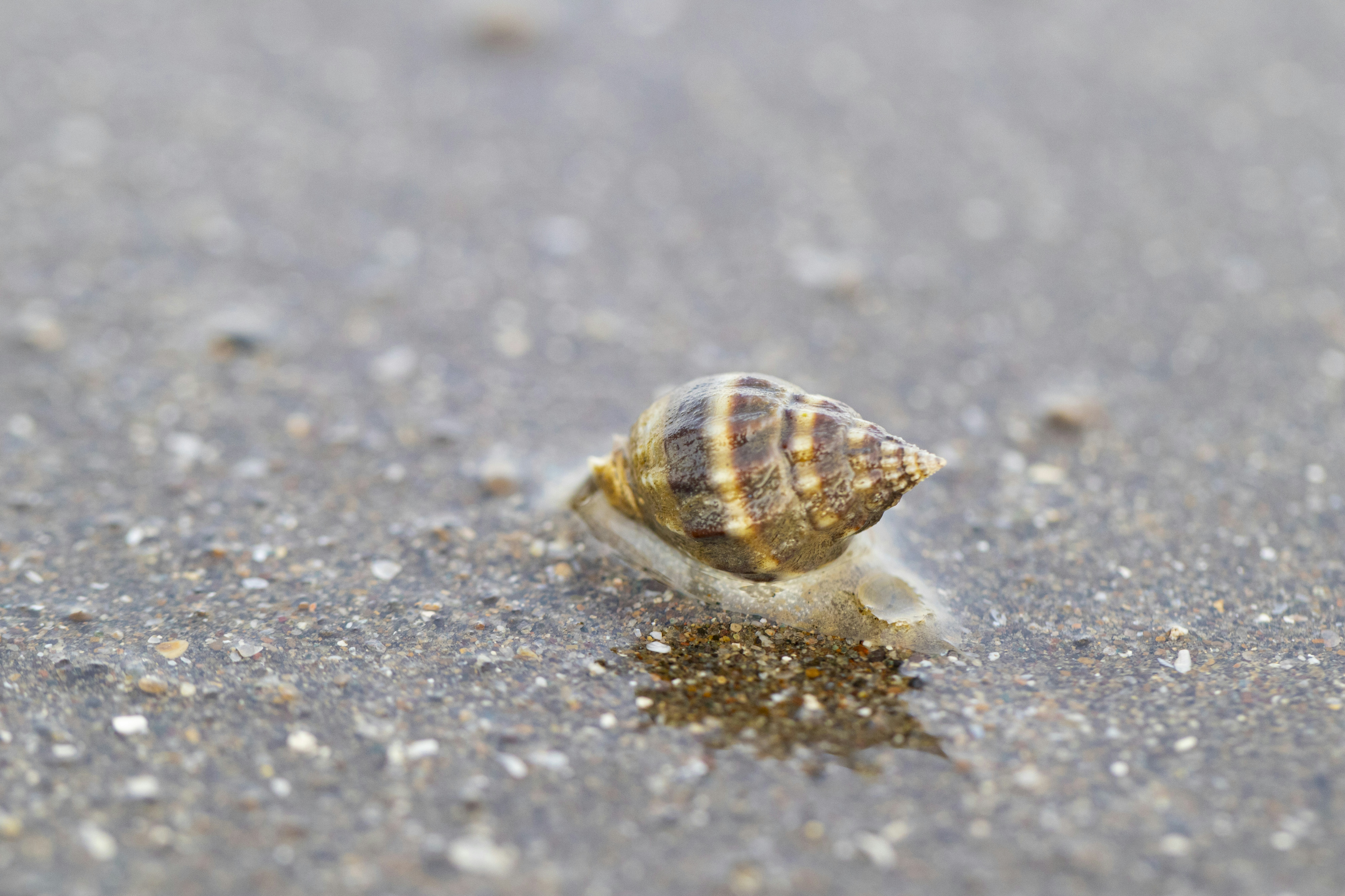 A small snail moves across wet sand.