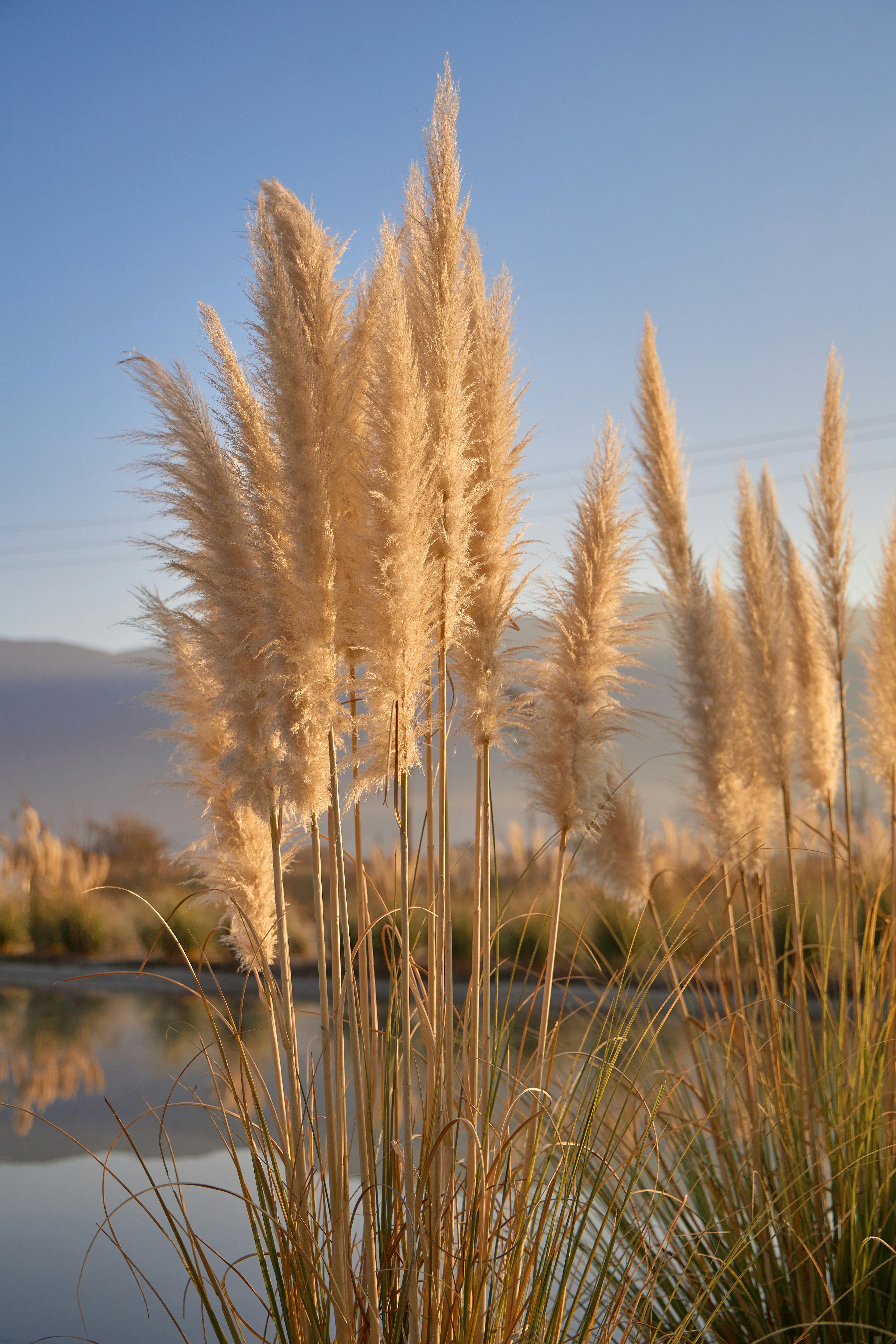 Erba alta e piumata di pampas vicino a un lago.