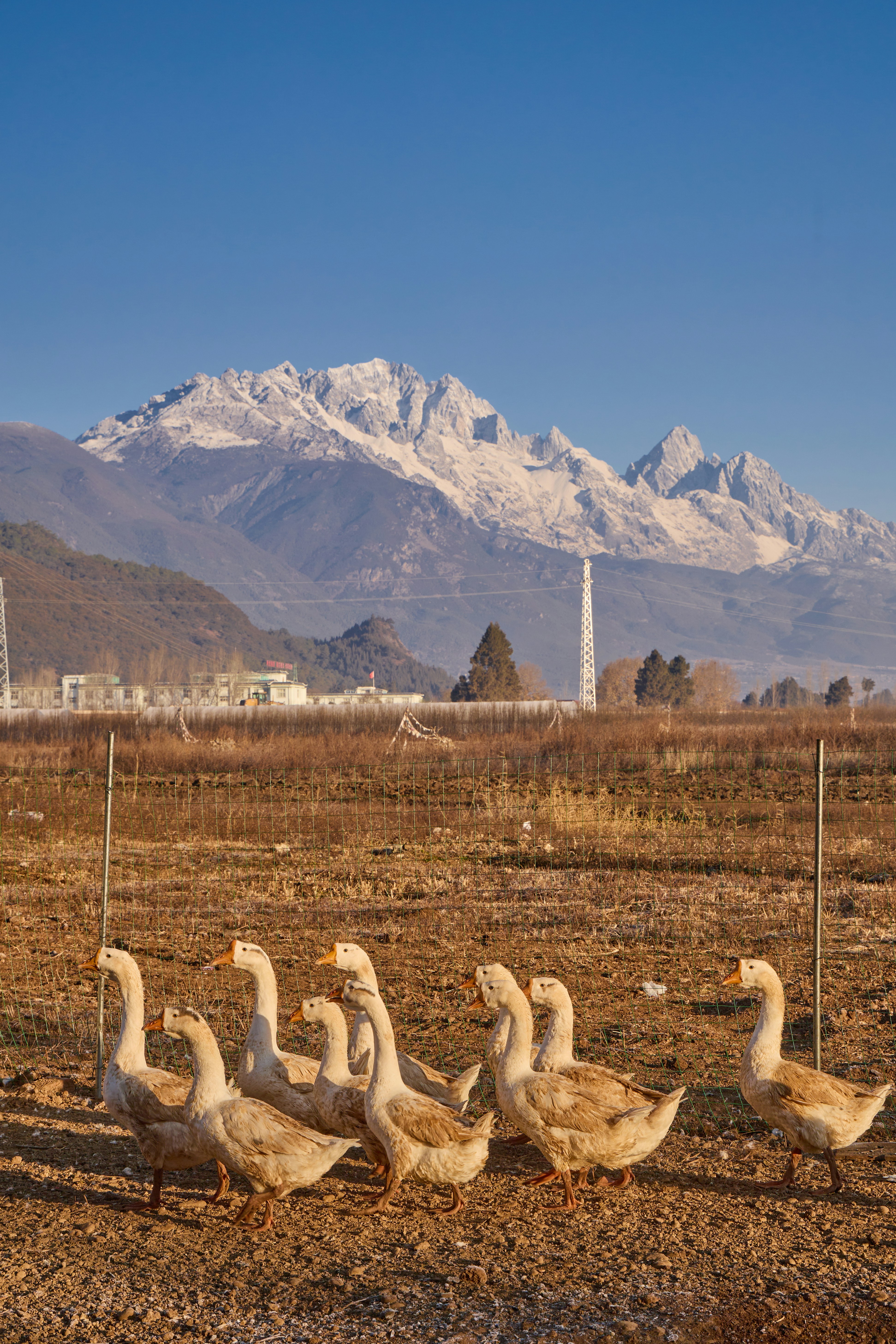 Oche che camminano in un campo con montagne innevate dietro di sé.