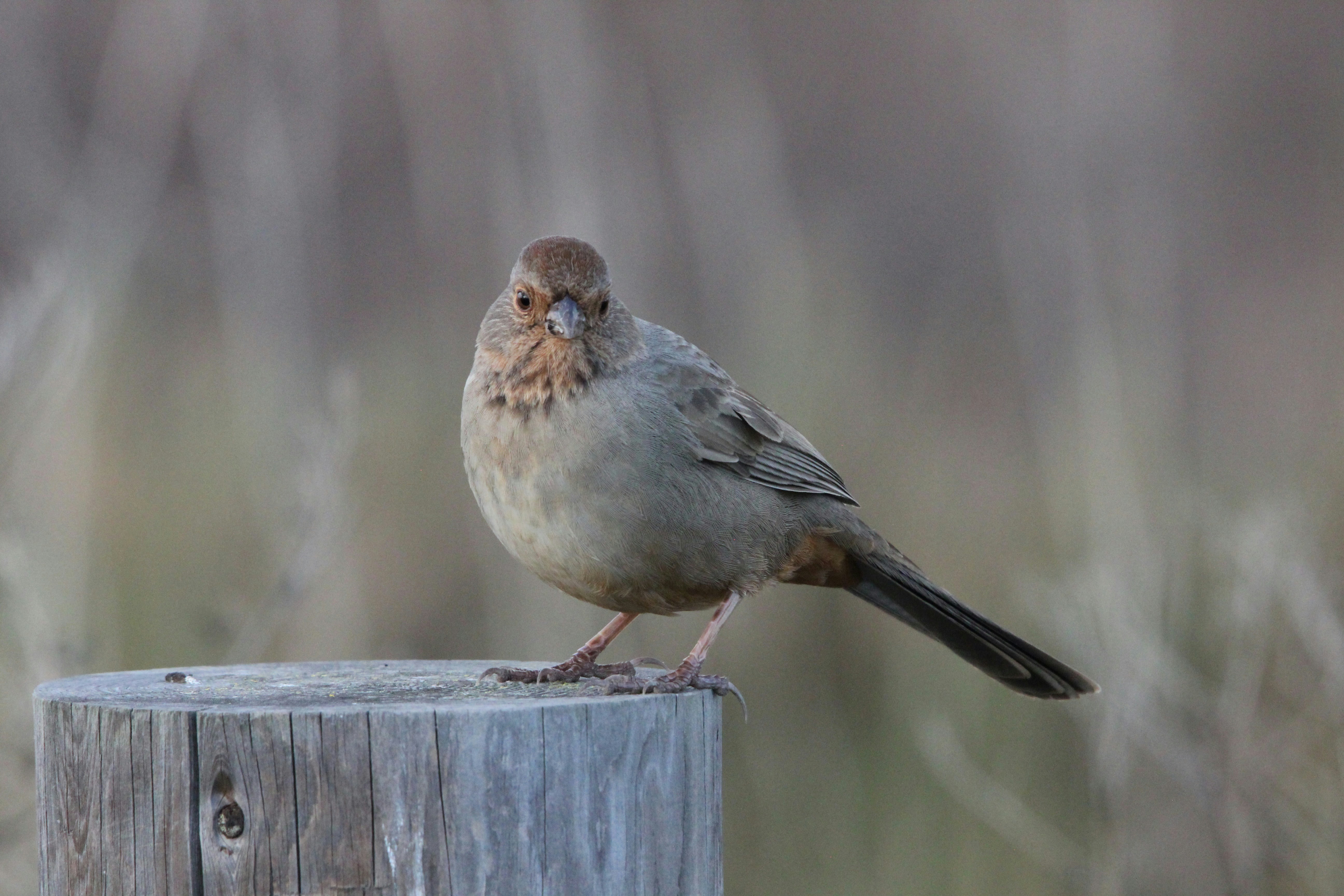 A small brown bird perched on a wooden post.