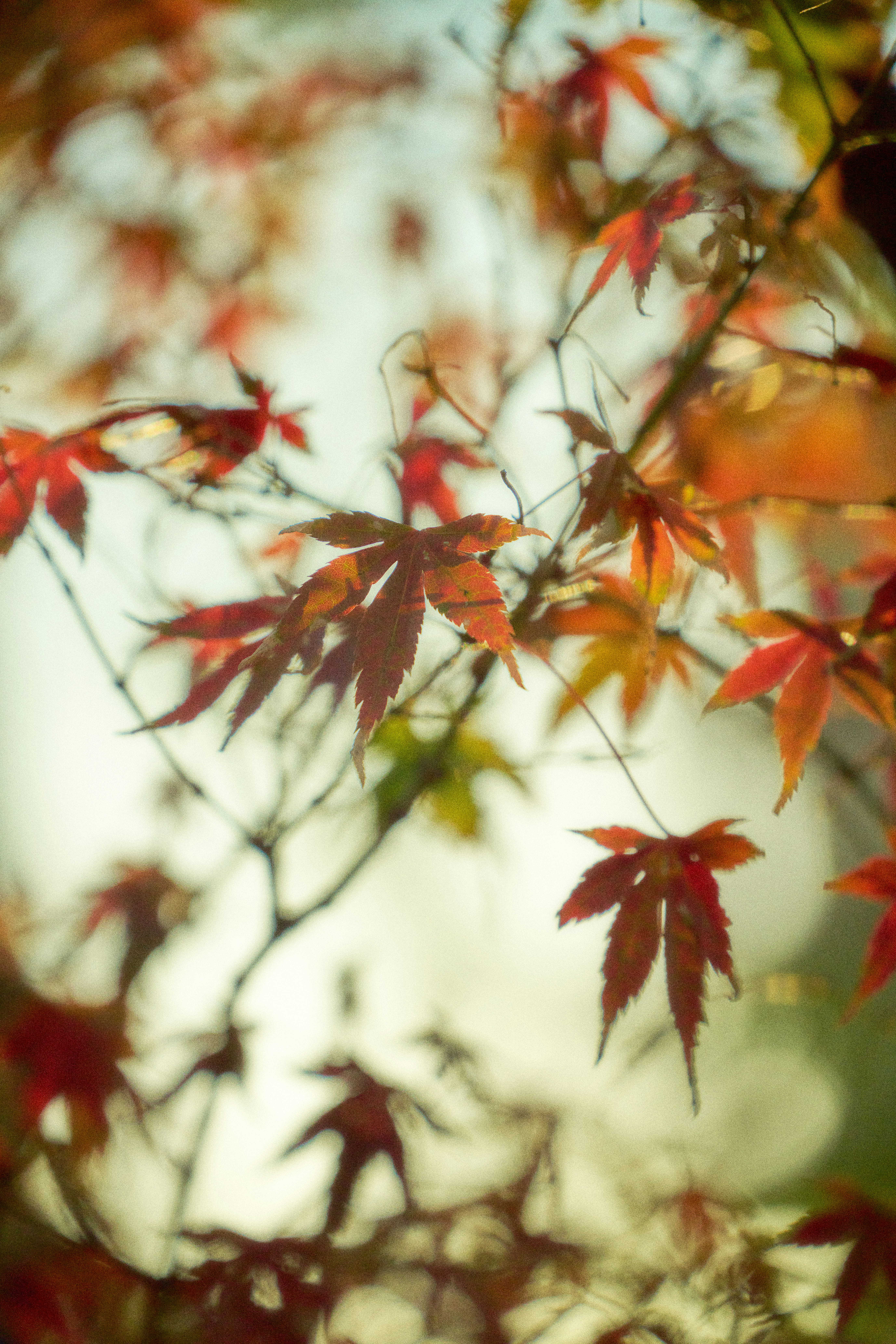 Red and orange maple leaves on branches.
