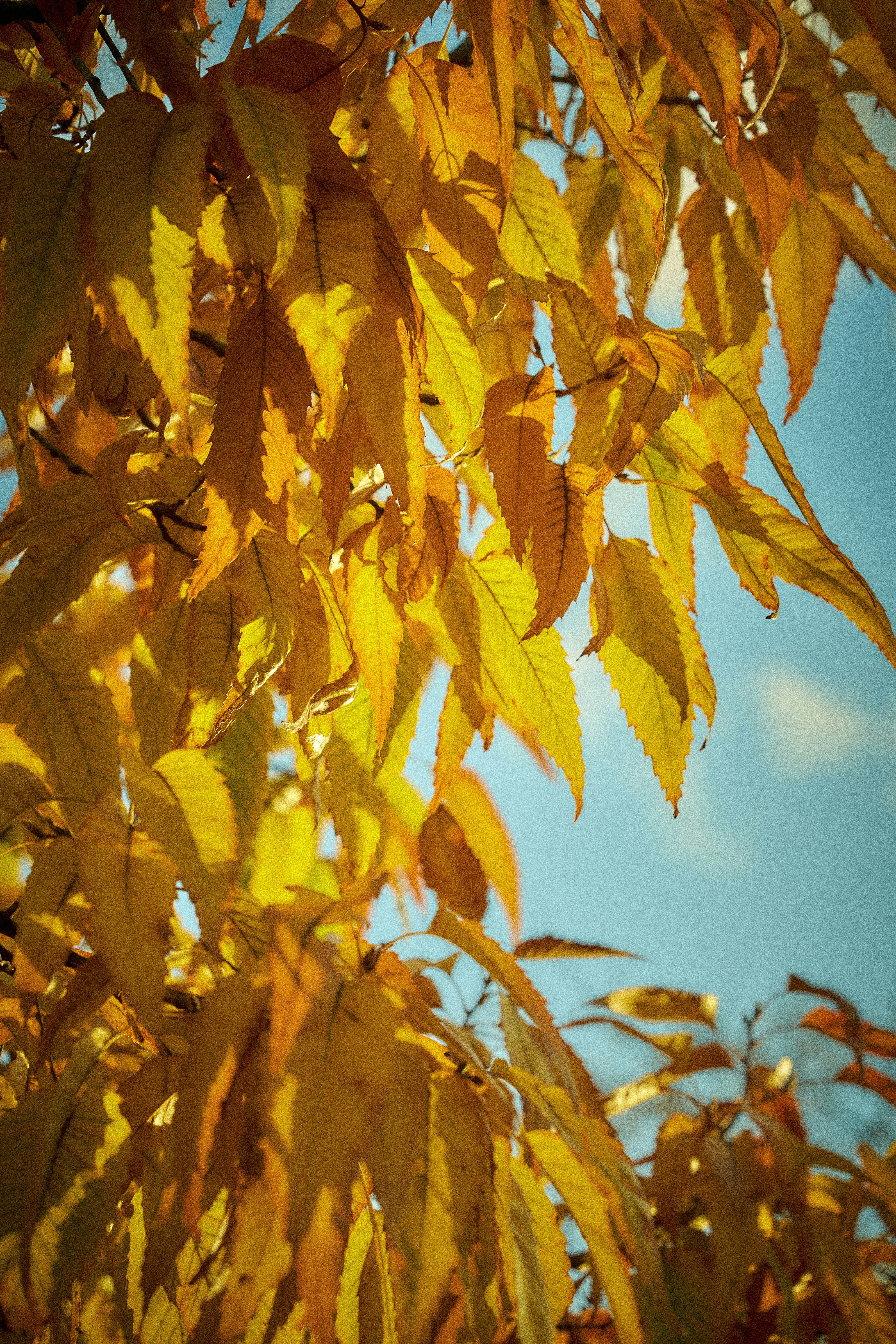 Golden autumn leaves against a clear blue sky.