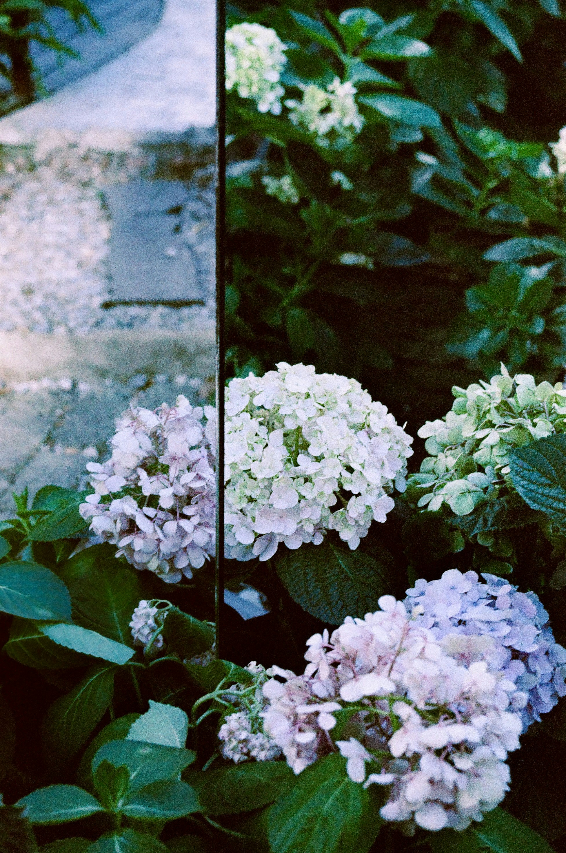 Hydrangeas bloom beside a stone path reflected in glass.