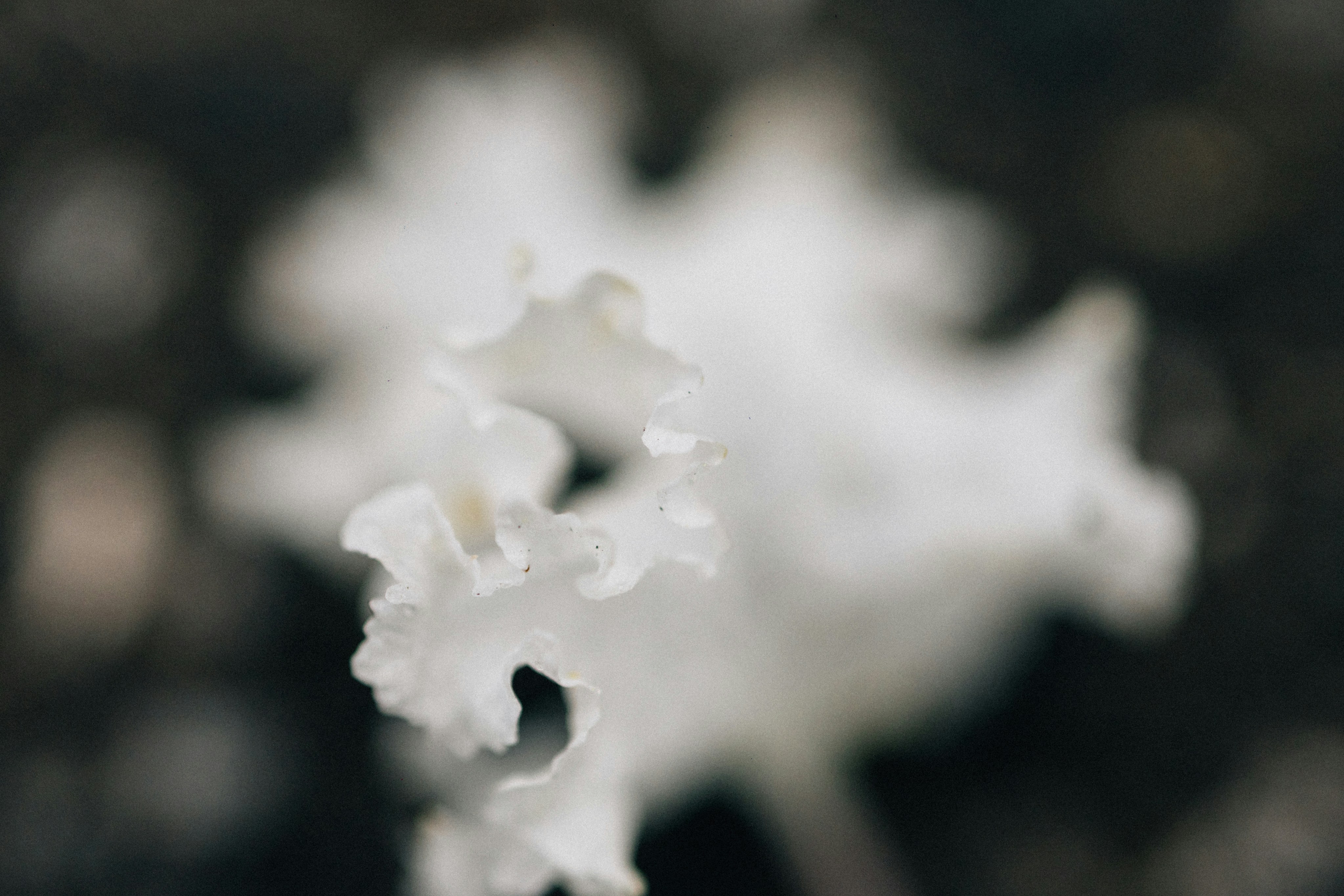 Photo by tsuyoshikozu