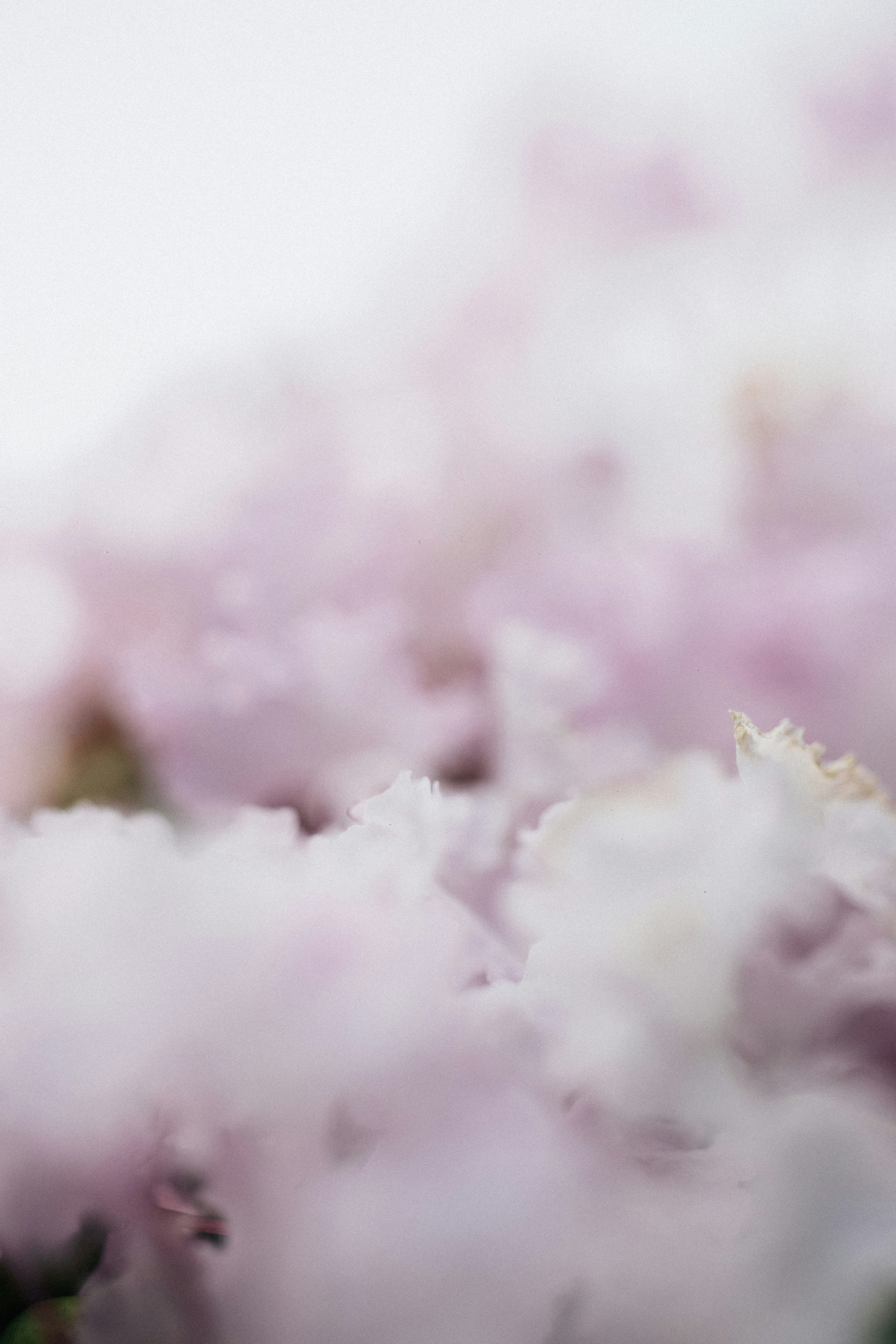 Photo by tsuyoshikozu