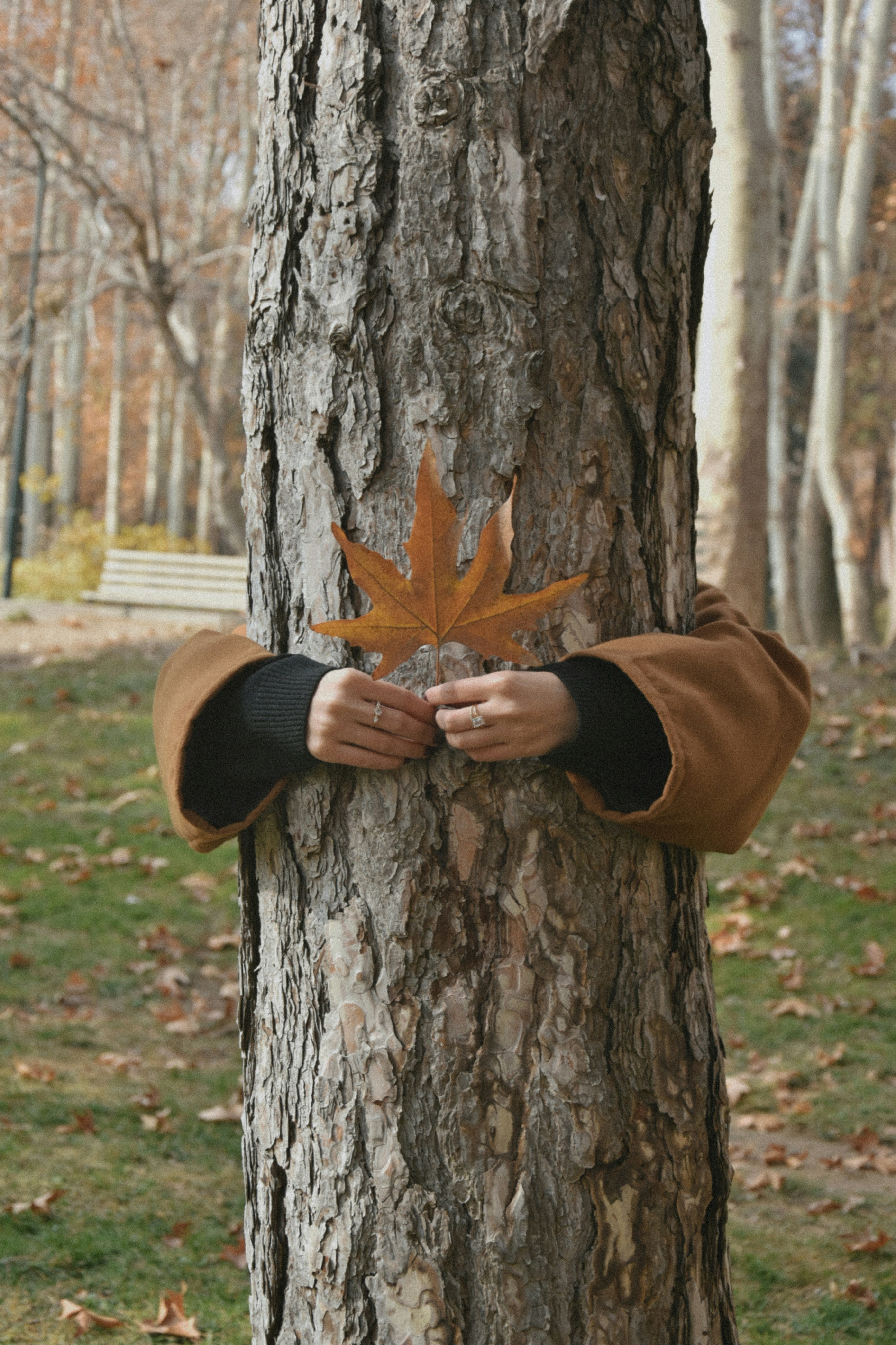 Person hugging a tree with a leaf