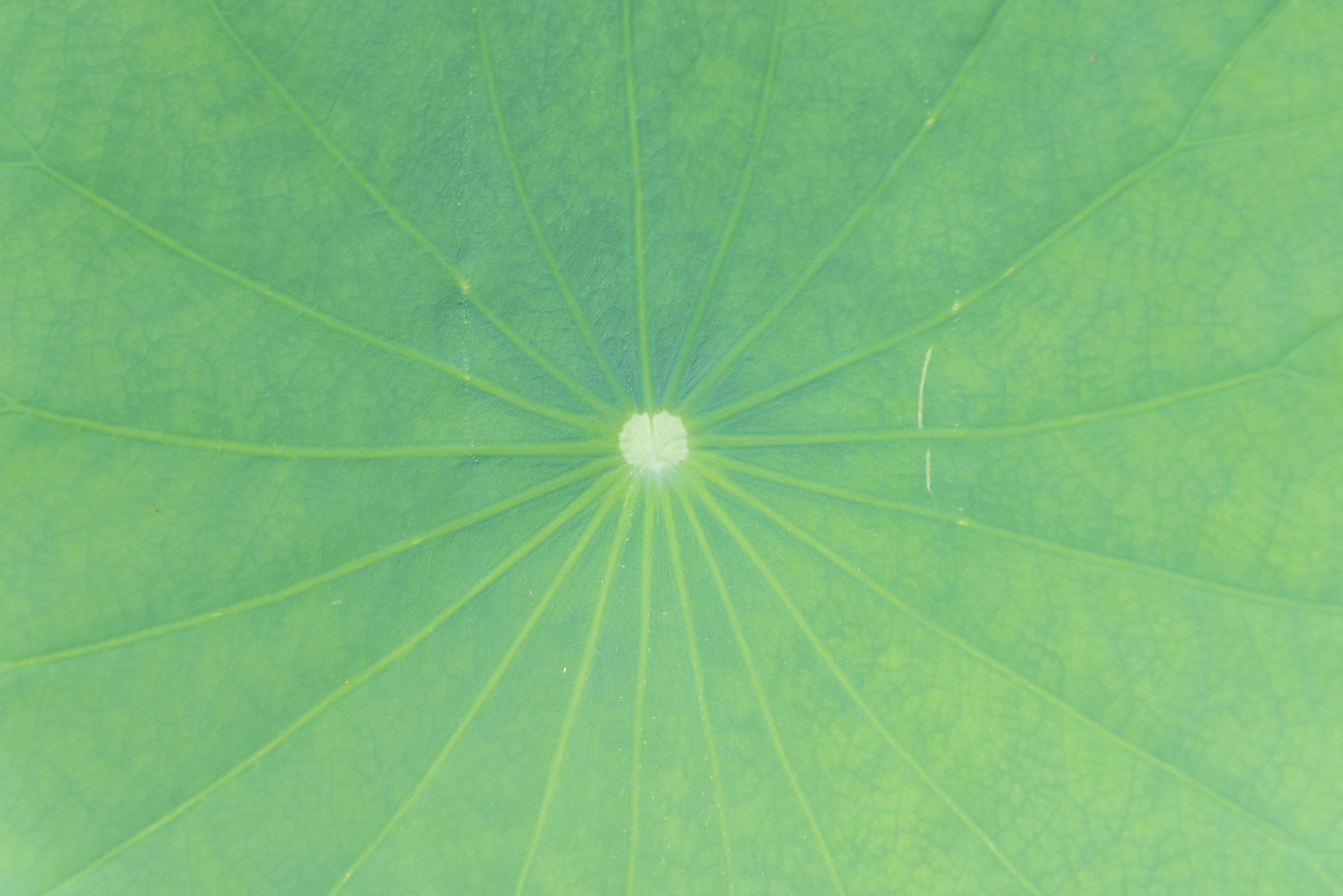 Close-up of a green lotus leaf with radiating veins.