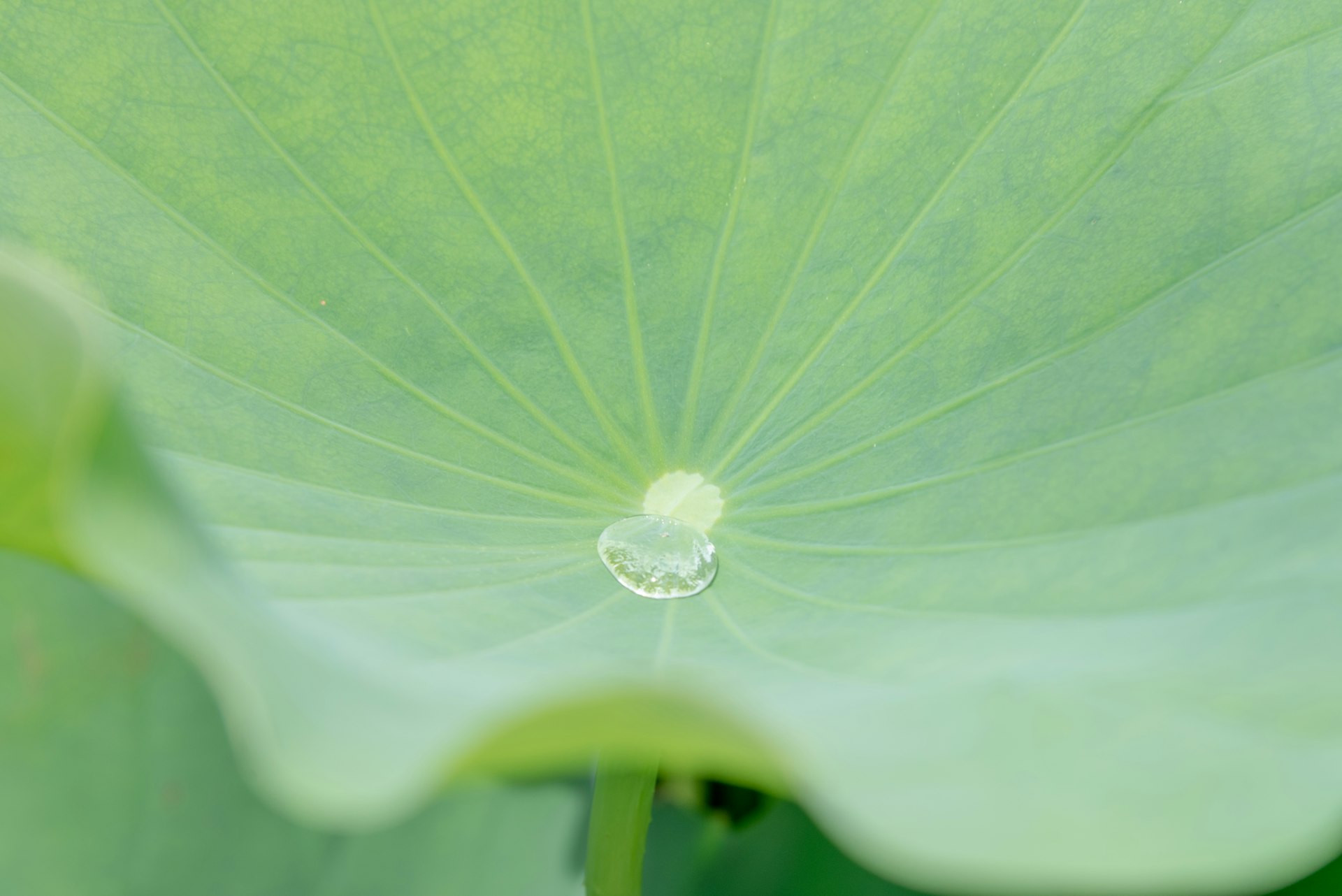 A water droplet resting on a lotus leaf