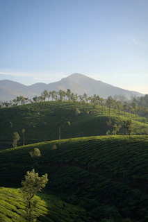 Rolling green hills with tea plantations and distant mountains