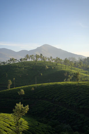 Rolling green hills with tea plantations and distant mountains