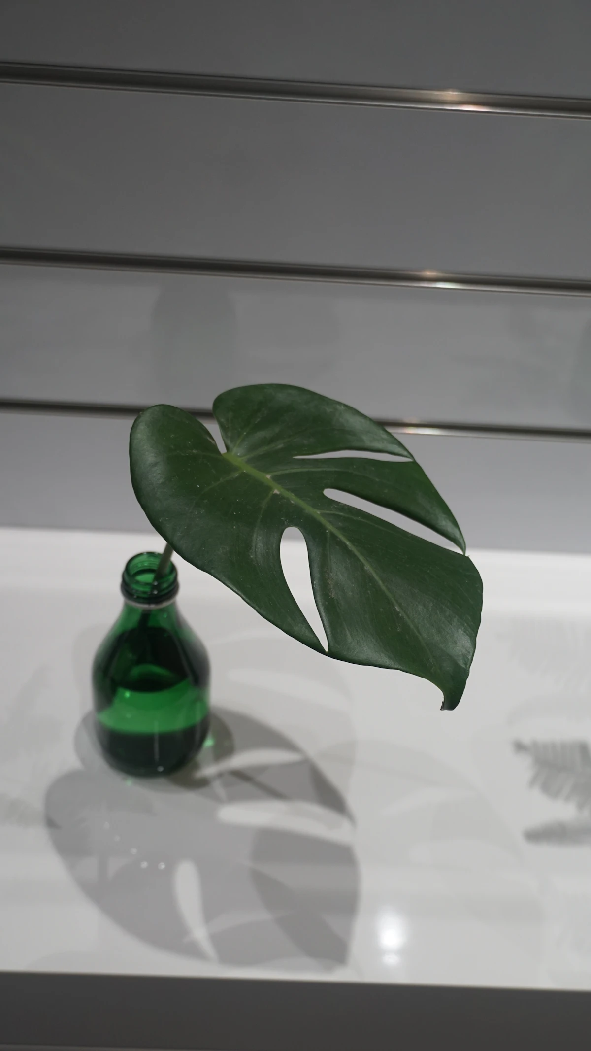 Monstera leaf in a glass bottle