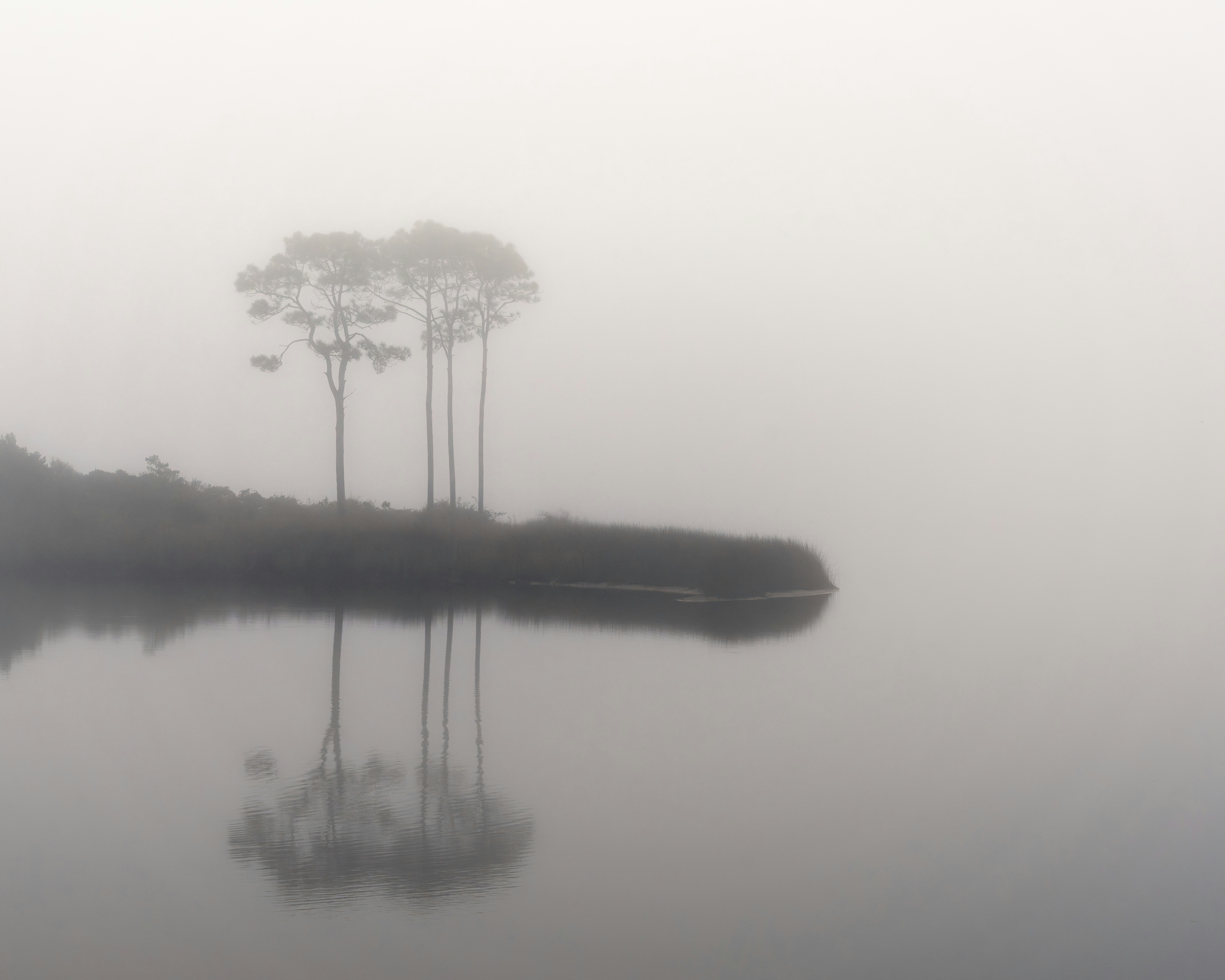 Hohe Bäume, die sich an einem nebligen Tag im stillen Wasser spiegeln