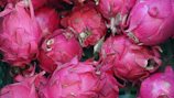 Pile of vibrant pink dragon fruits
