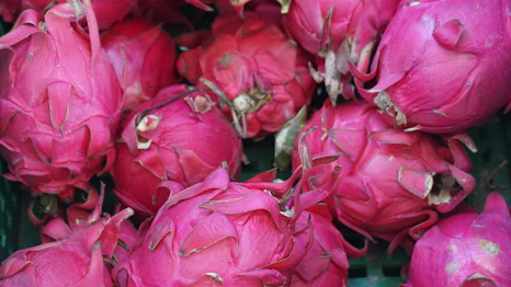Pile of vibrant pink dragon fruits