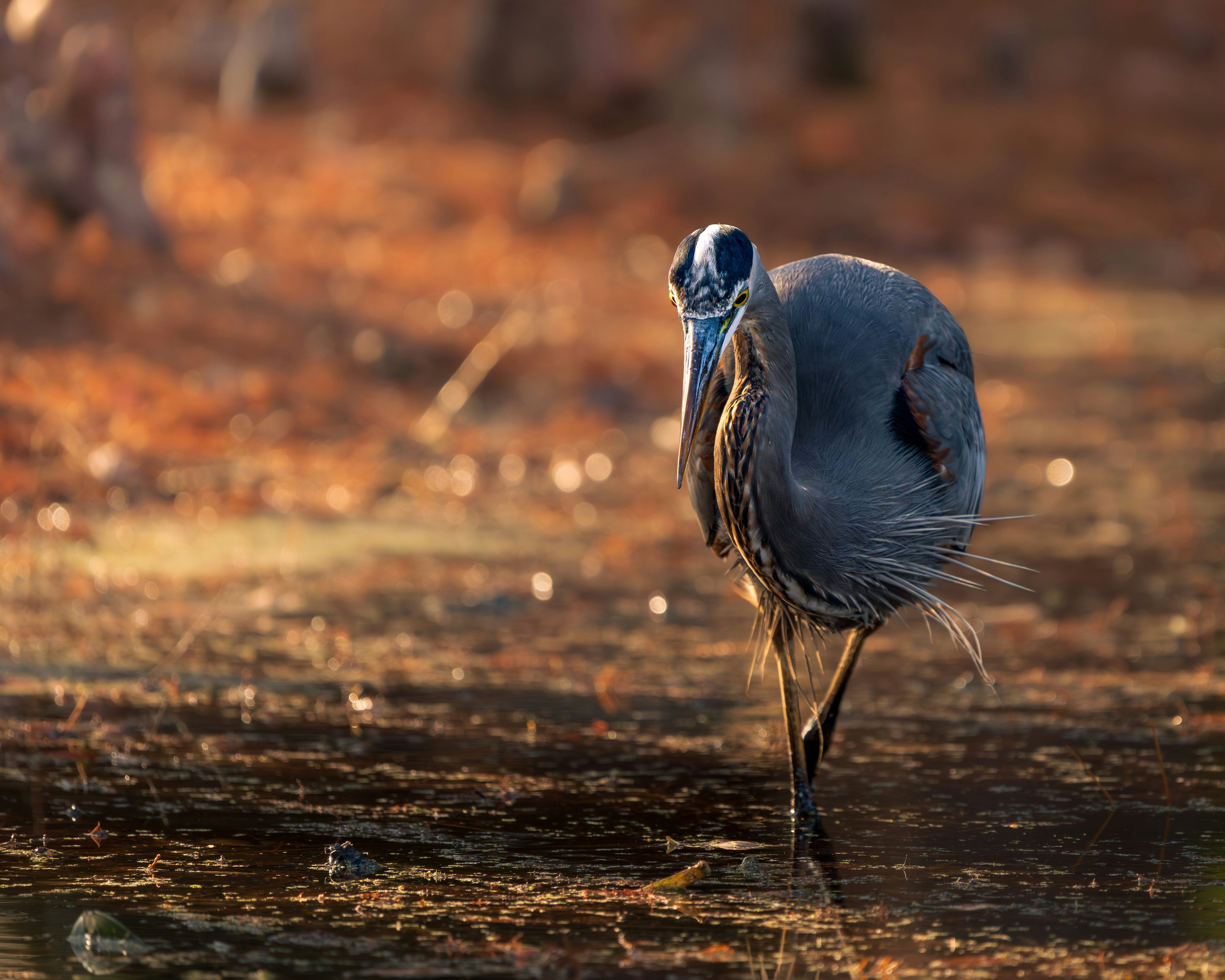 A juvenile great blue heron standing in the shallow waters of Beck Lake Illinois - beck lake