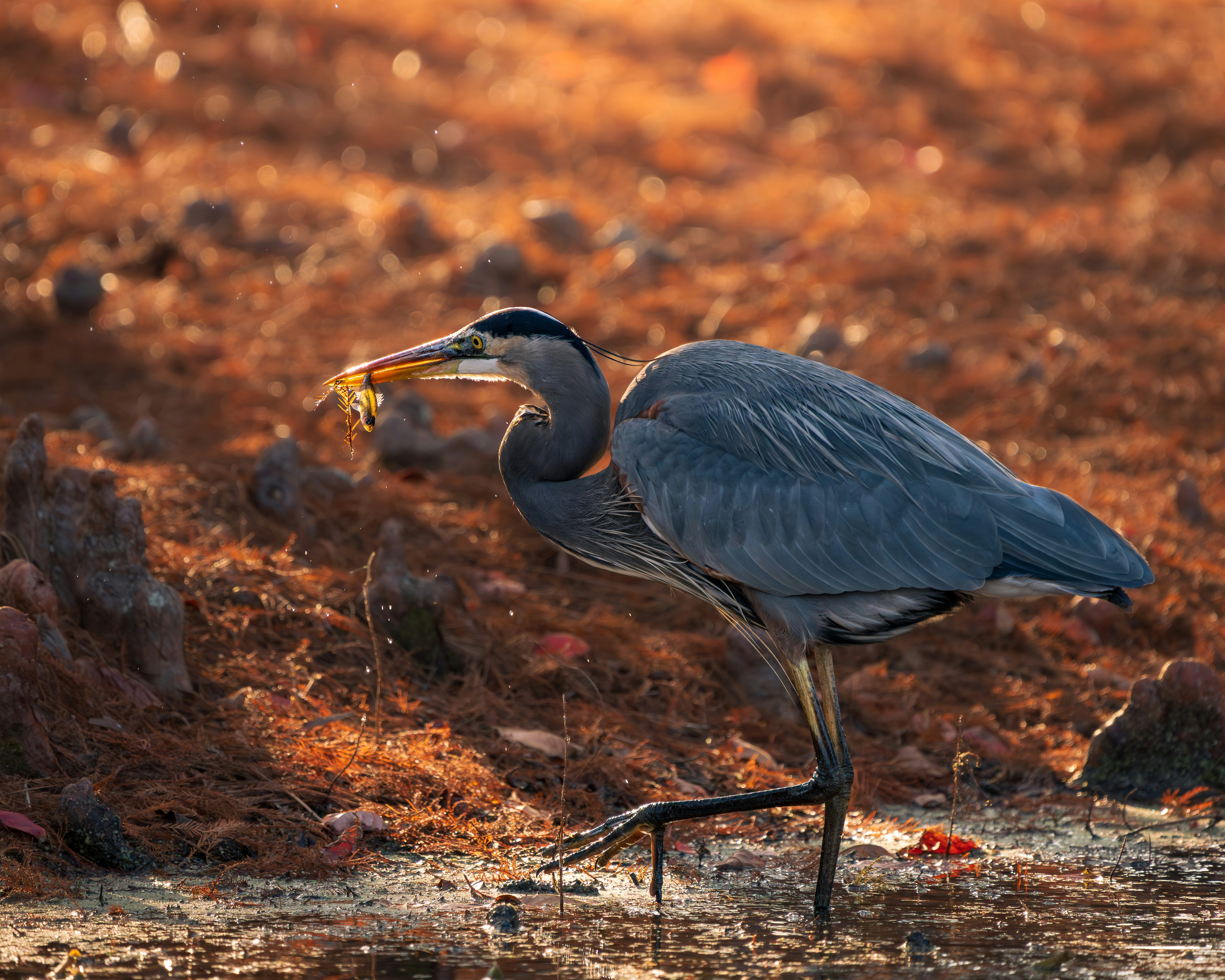 Uma garça-azul grande pega um sapo com o bico.