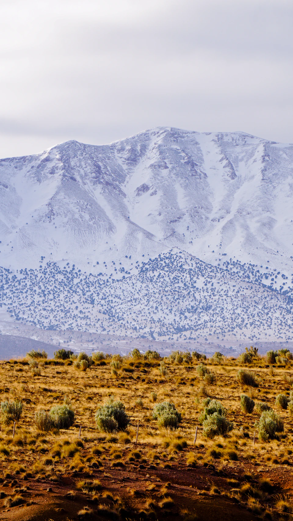 The image depicts a serene desert landscape with snow-capped mountains in the background and a field covered in dry grass extending into the distance, creating a sense of depth. The sky above is overcast, casting a soft light on the scene below. The perspective suggests that the viewer is looking up at the majestic mountain range from a lower vantage point, emphasizing their grandeur against the backdrop of the cloudy sky.