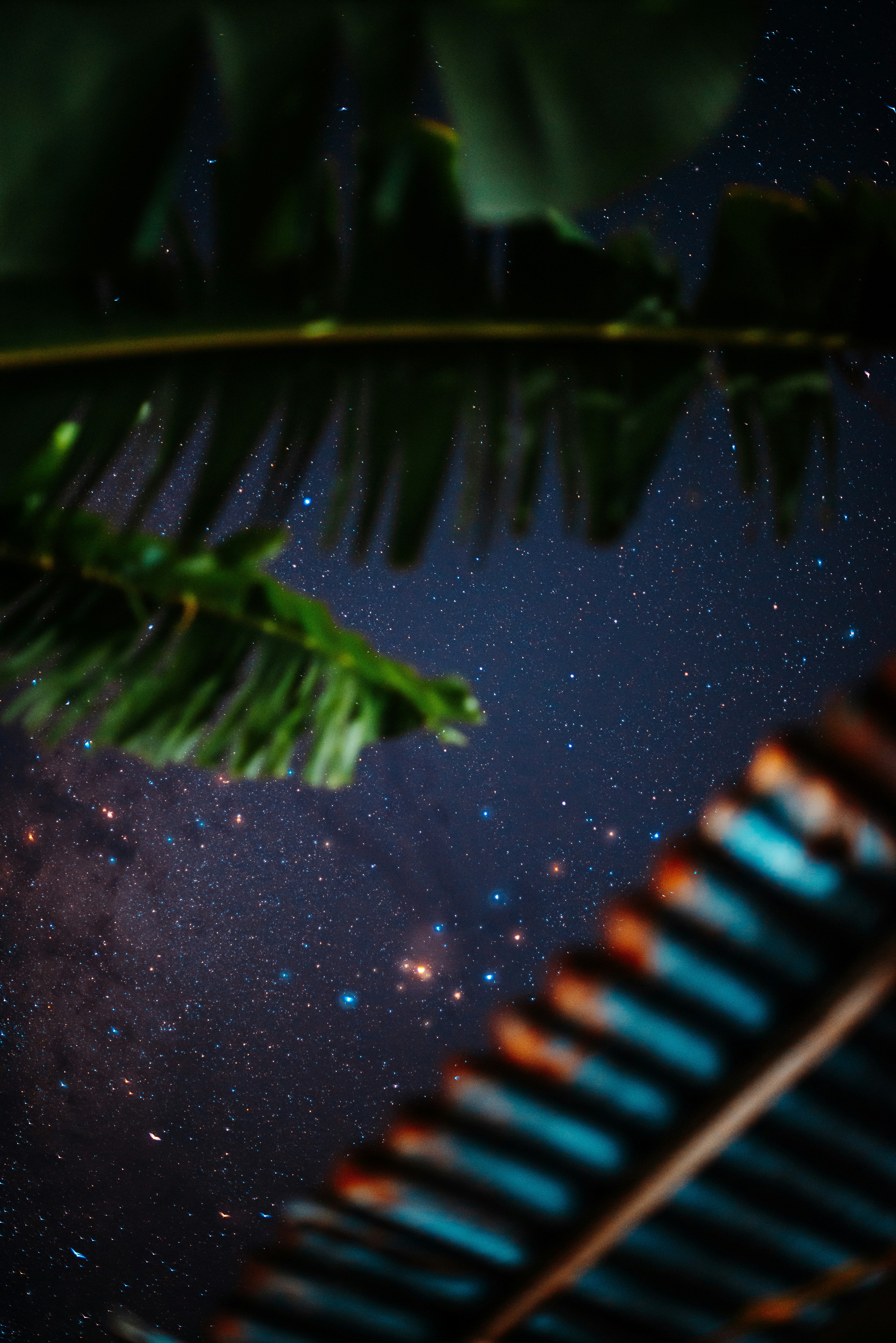 Starry night sky seen through palm leaves.