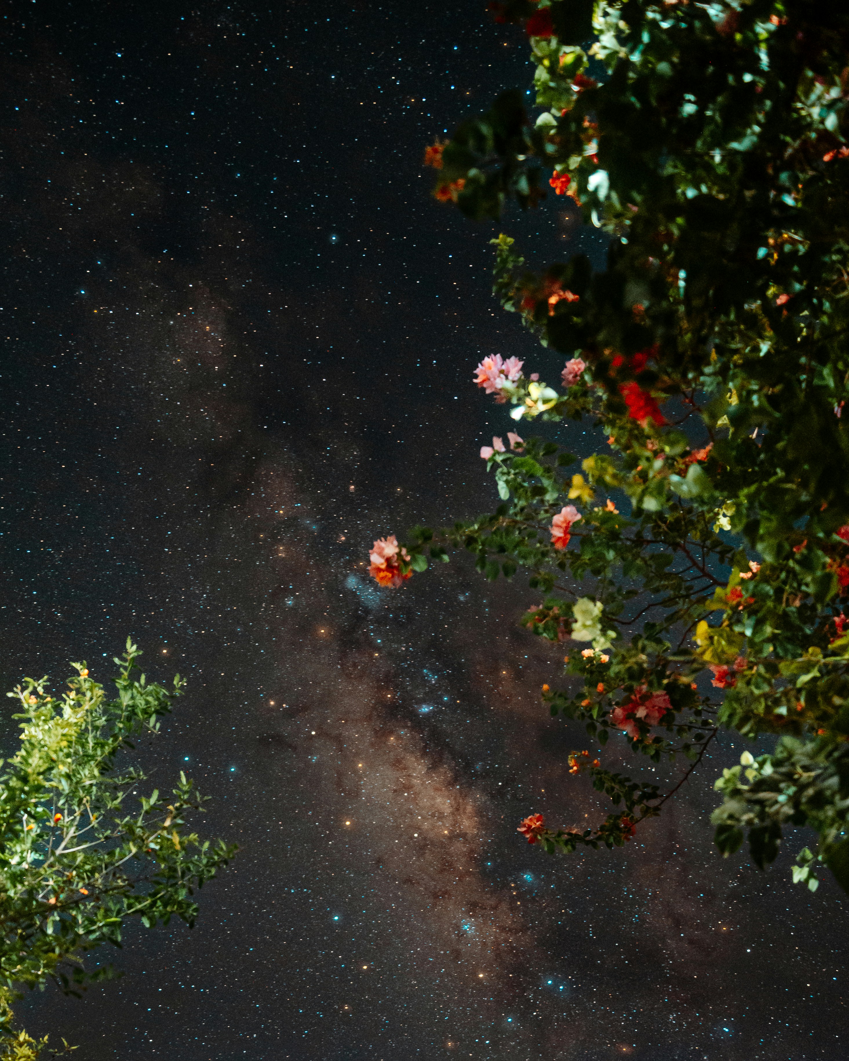 Milky way galaxy visible through trees at night.