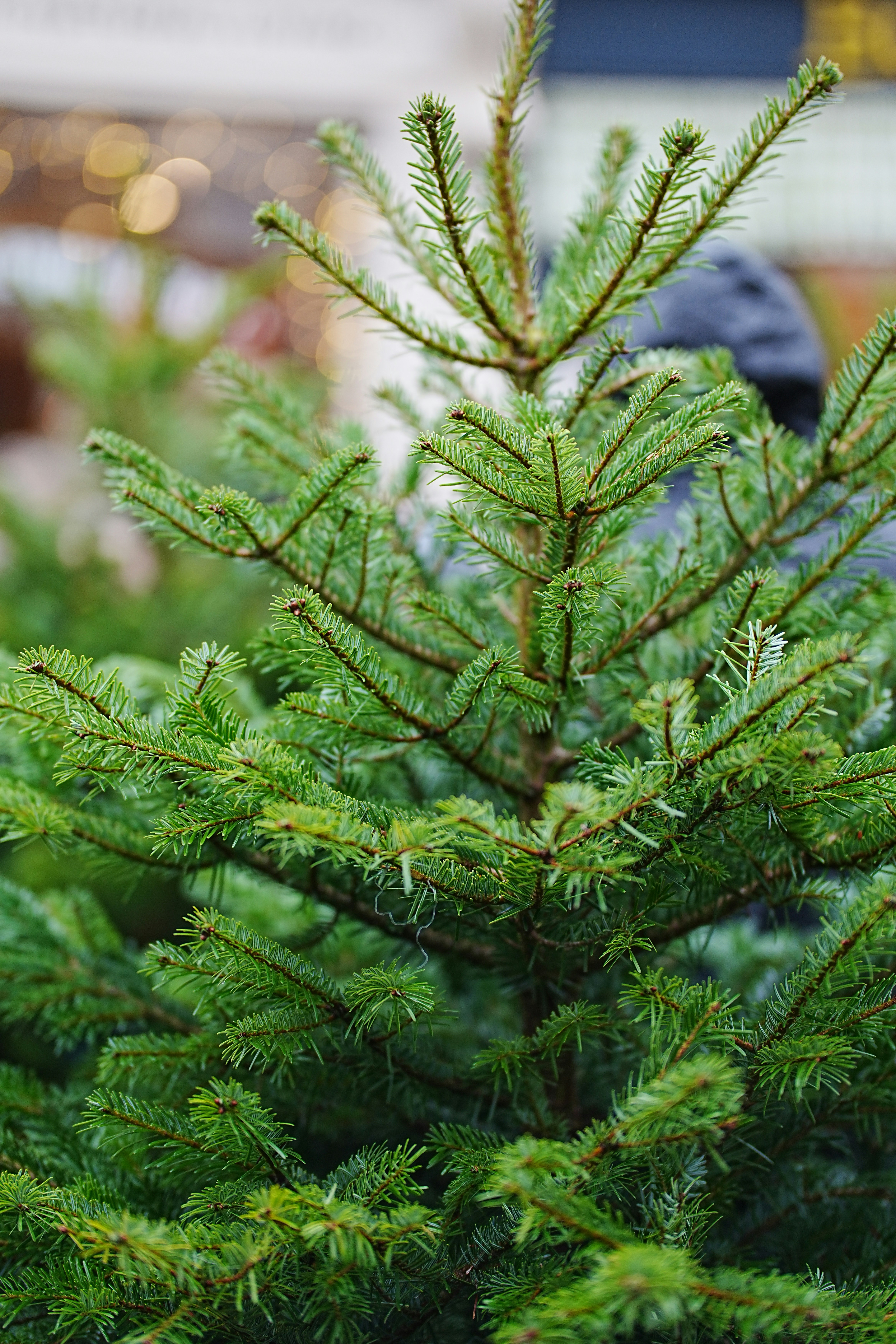Close-up of a vibrant green fir tree branch