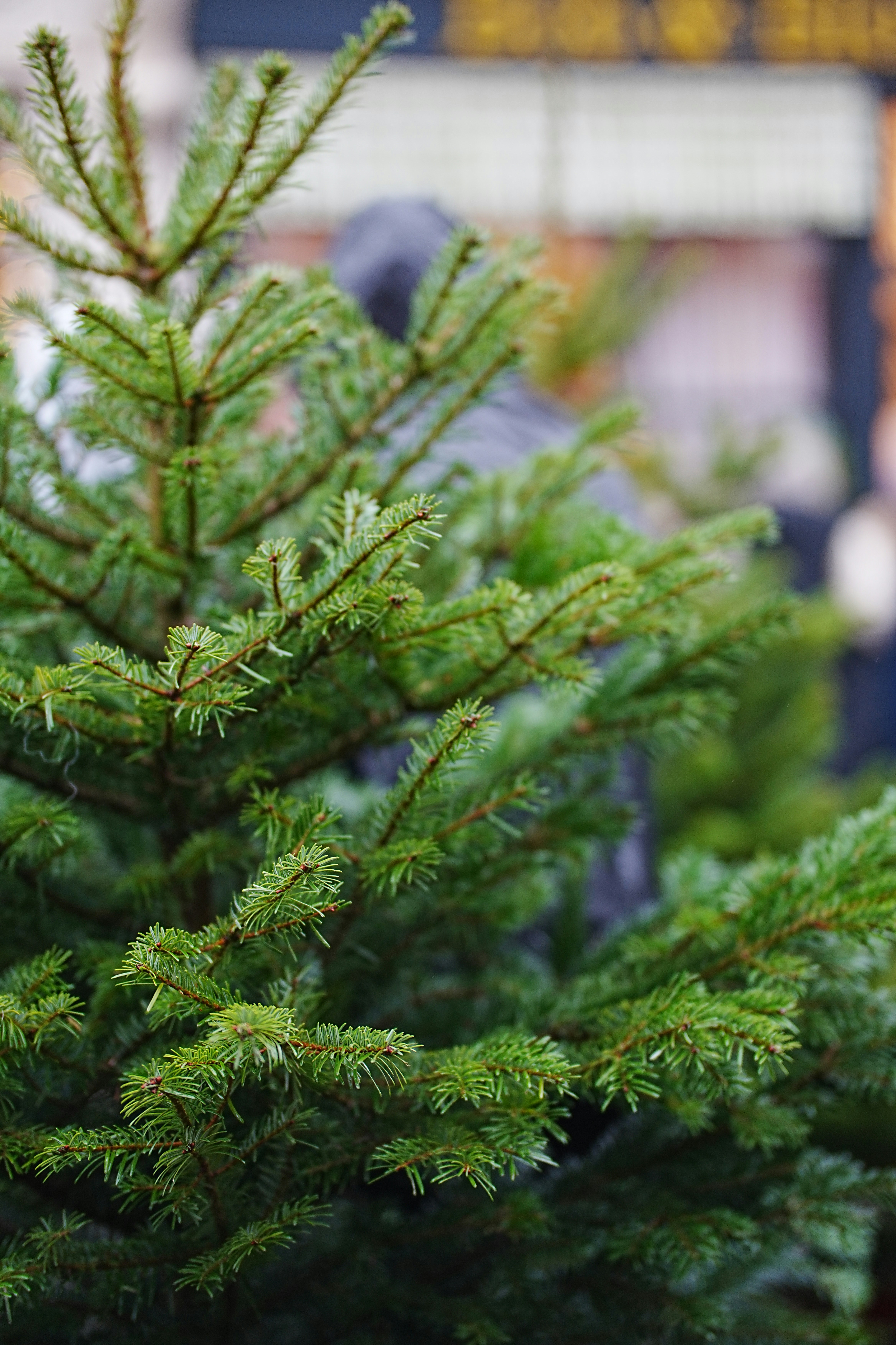 Photo by lauralalis06