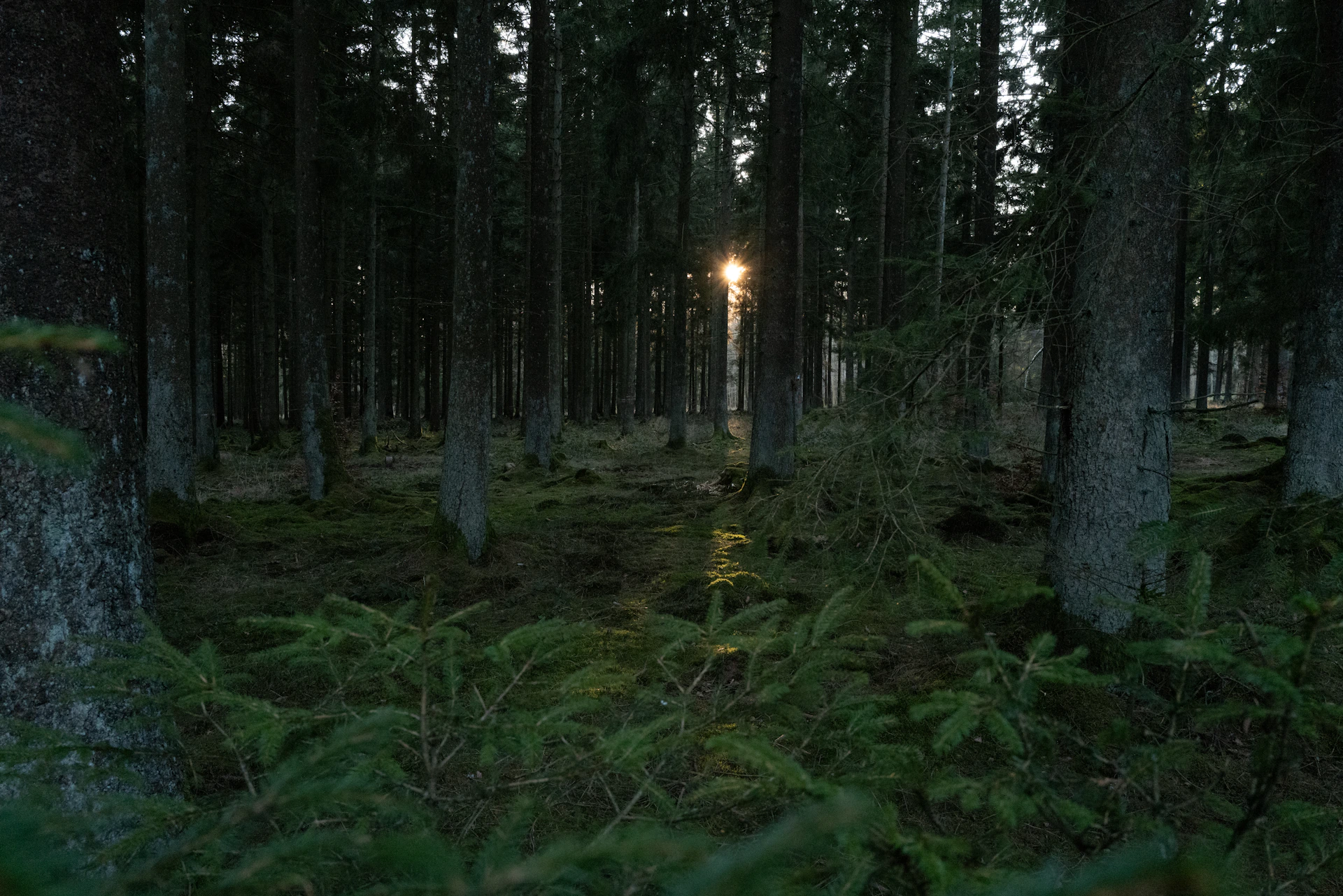 Sunlight filtering through a dark, dense forest