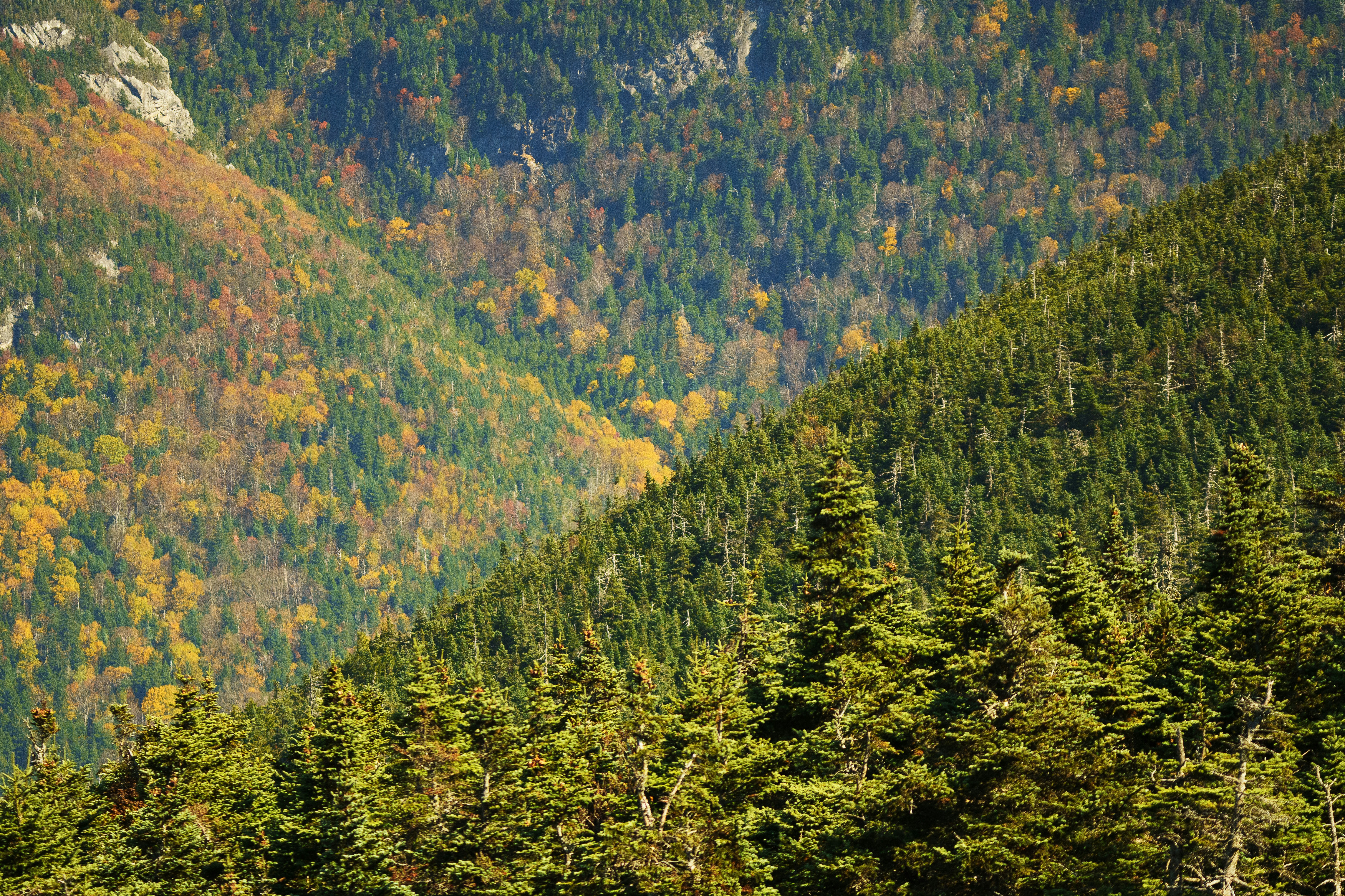 Autumn forest with green trees and yellow foliage