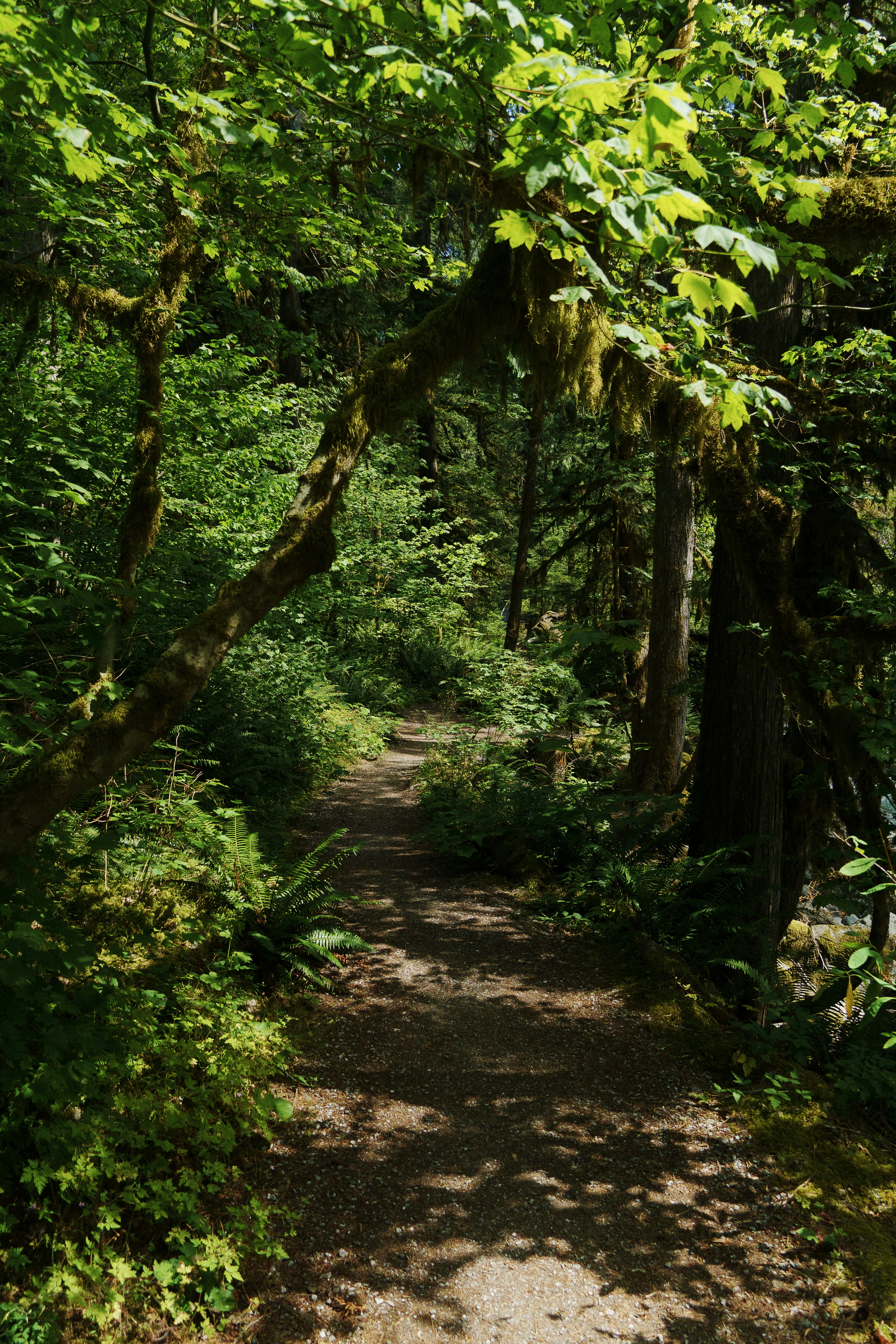 A winding forest path bathed in dappled sunlight.