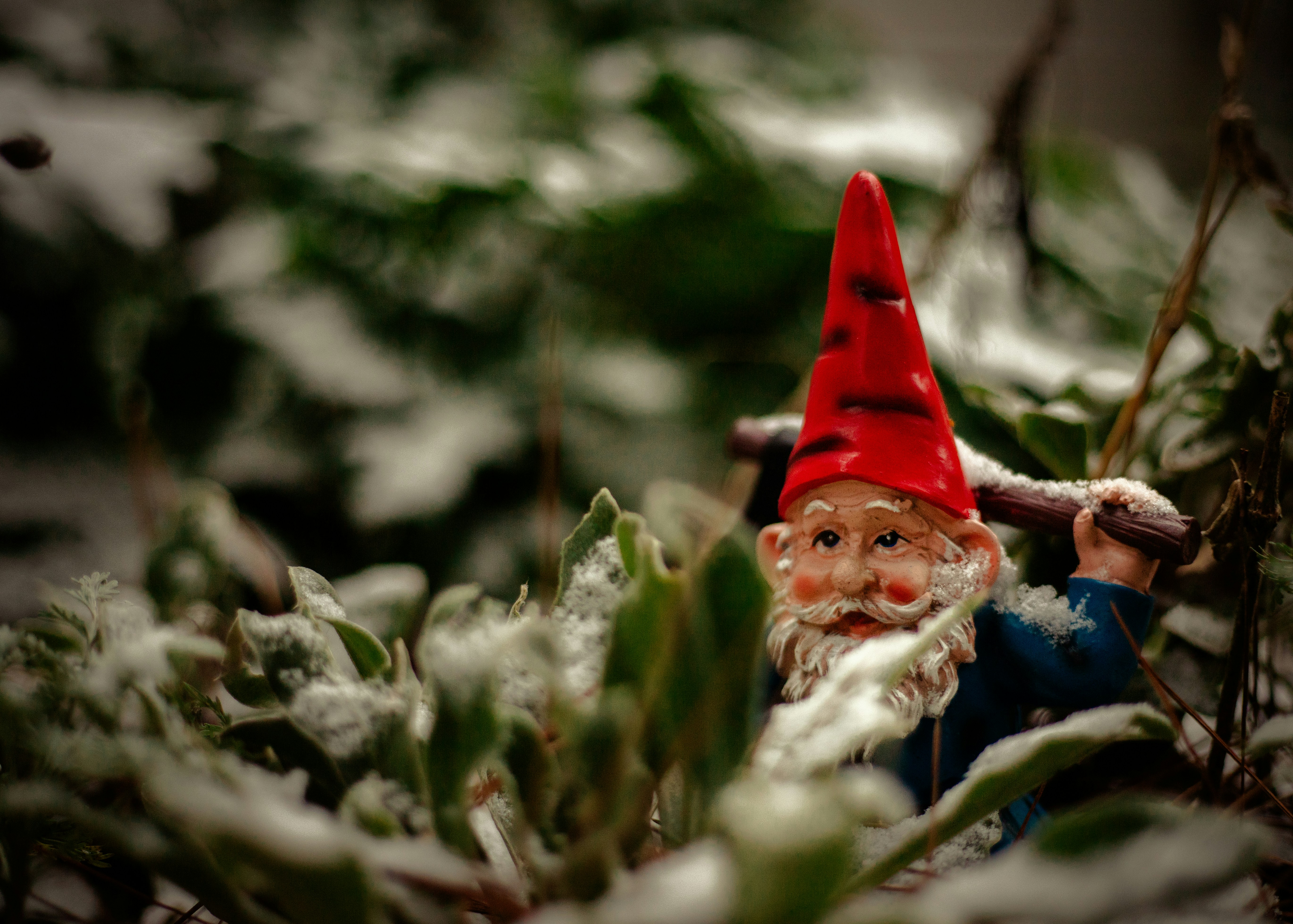 A garden gnome peeks through snowy foliage.