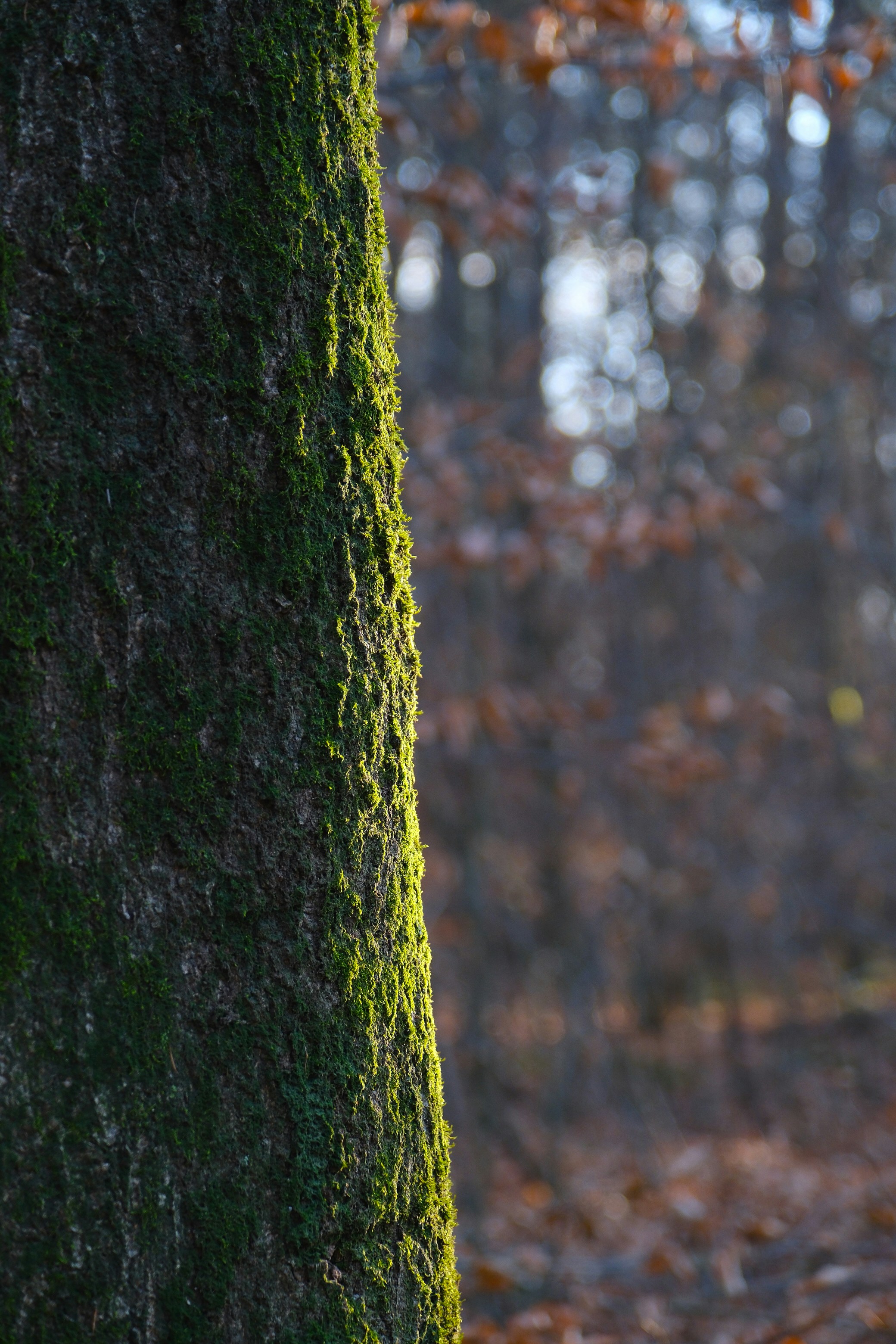 Photo by raulmermans