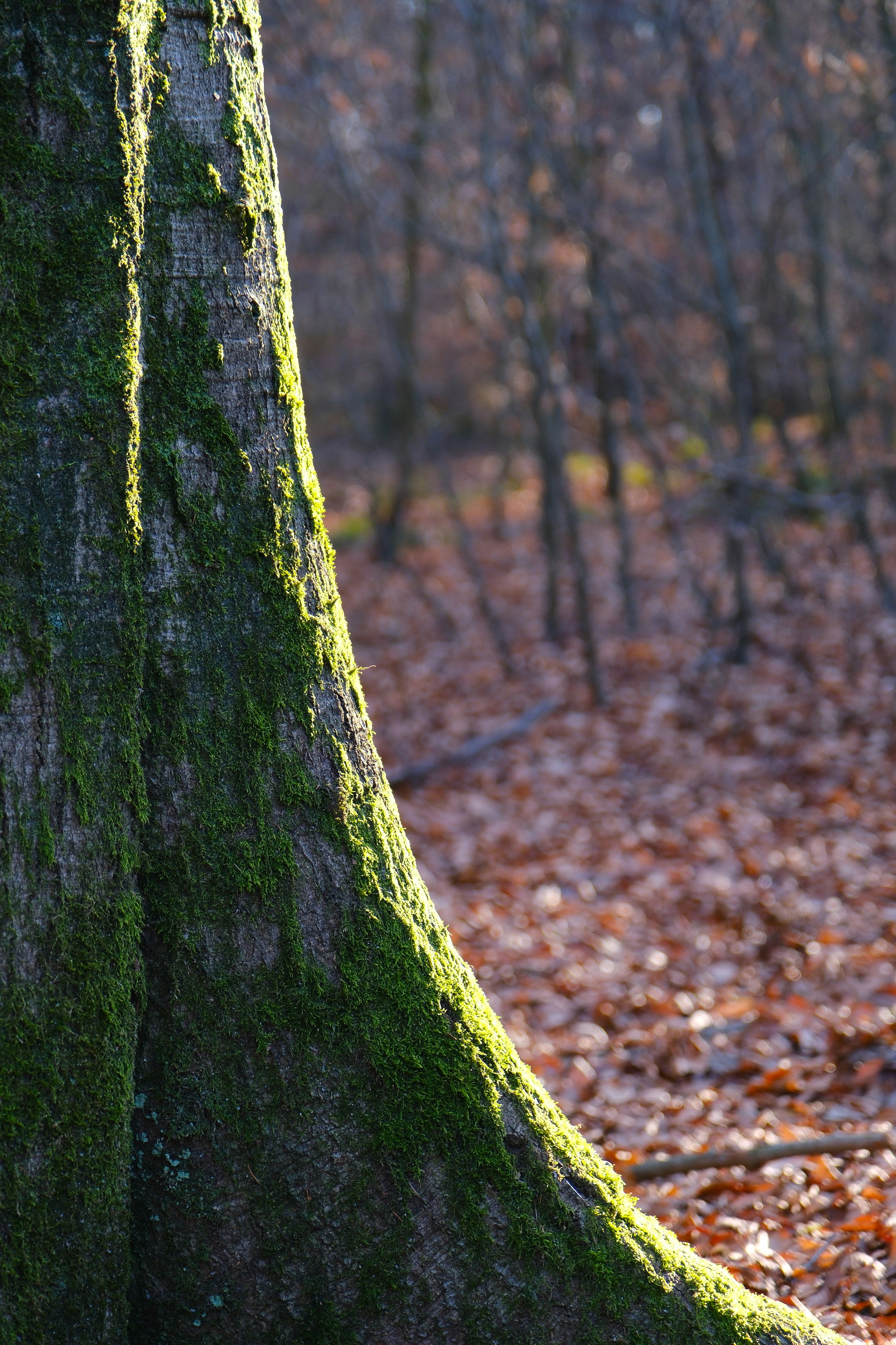 Photo by raulmermans