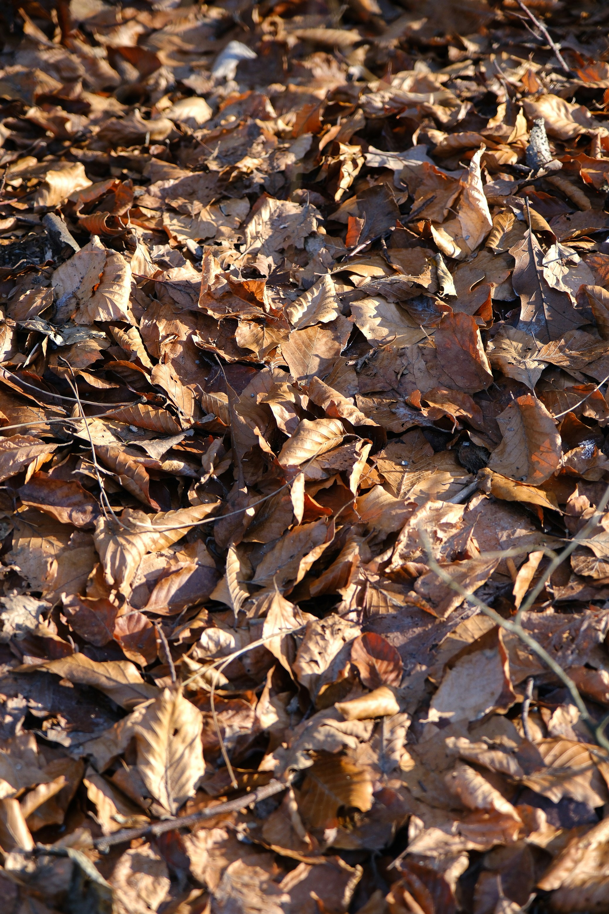 Photo by raulmermans