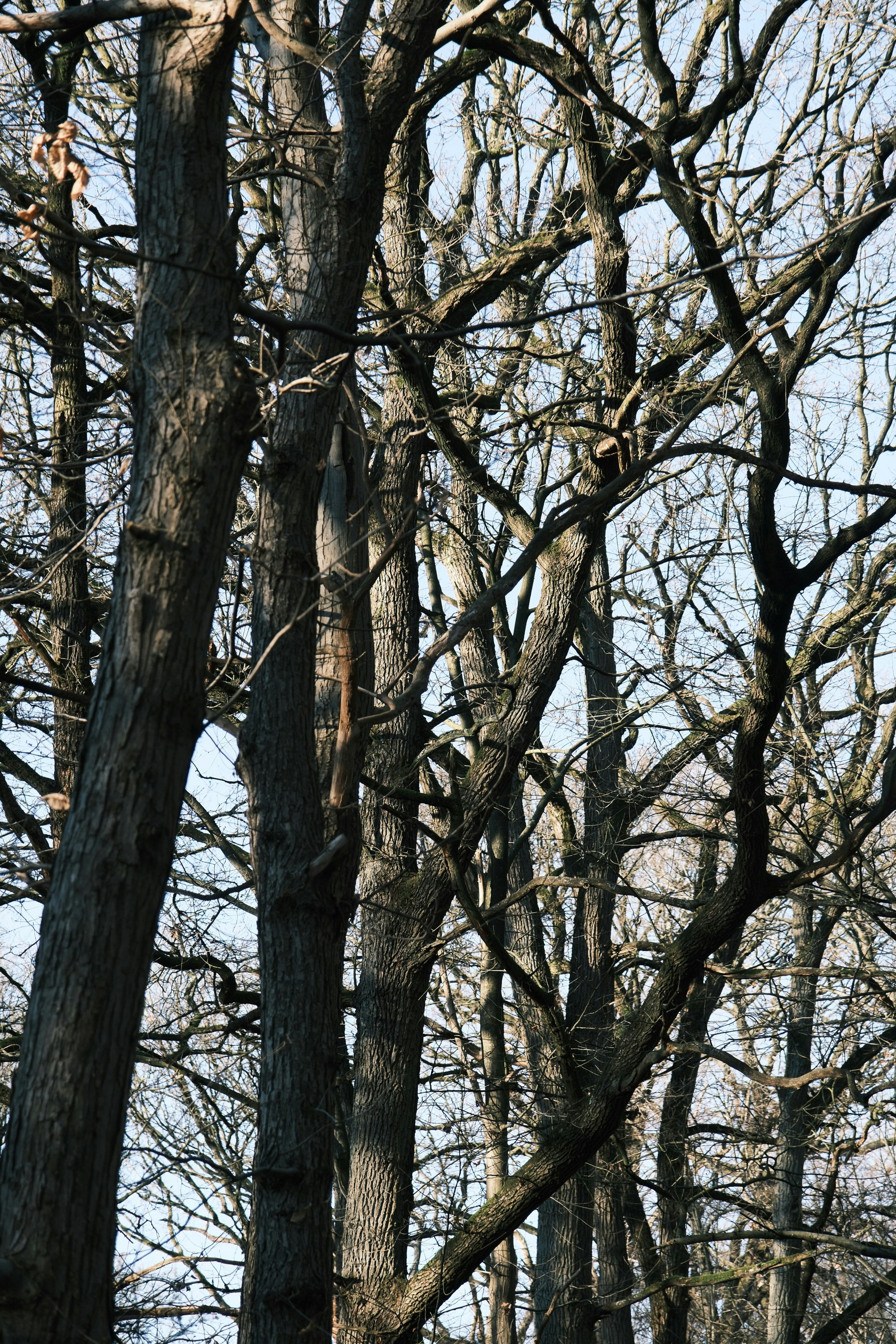 Photo by raulmermans