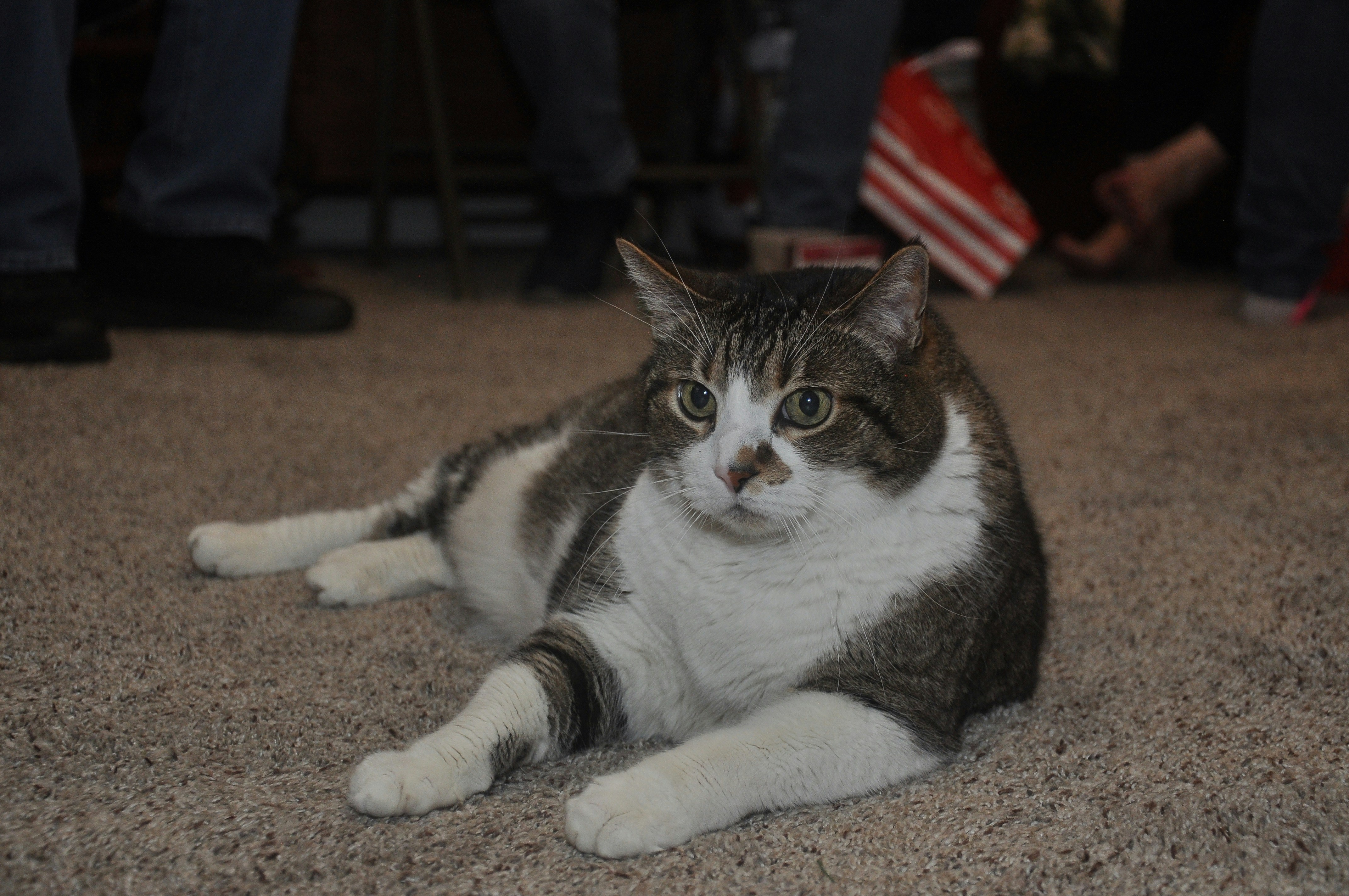 A tabby cat lies on a carpeted floor.