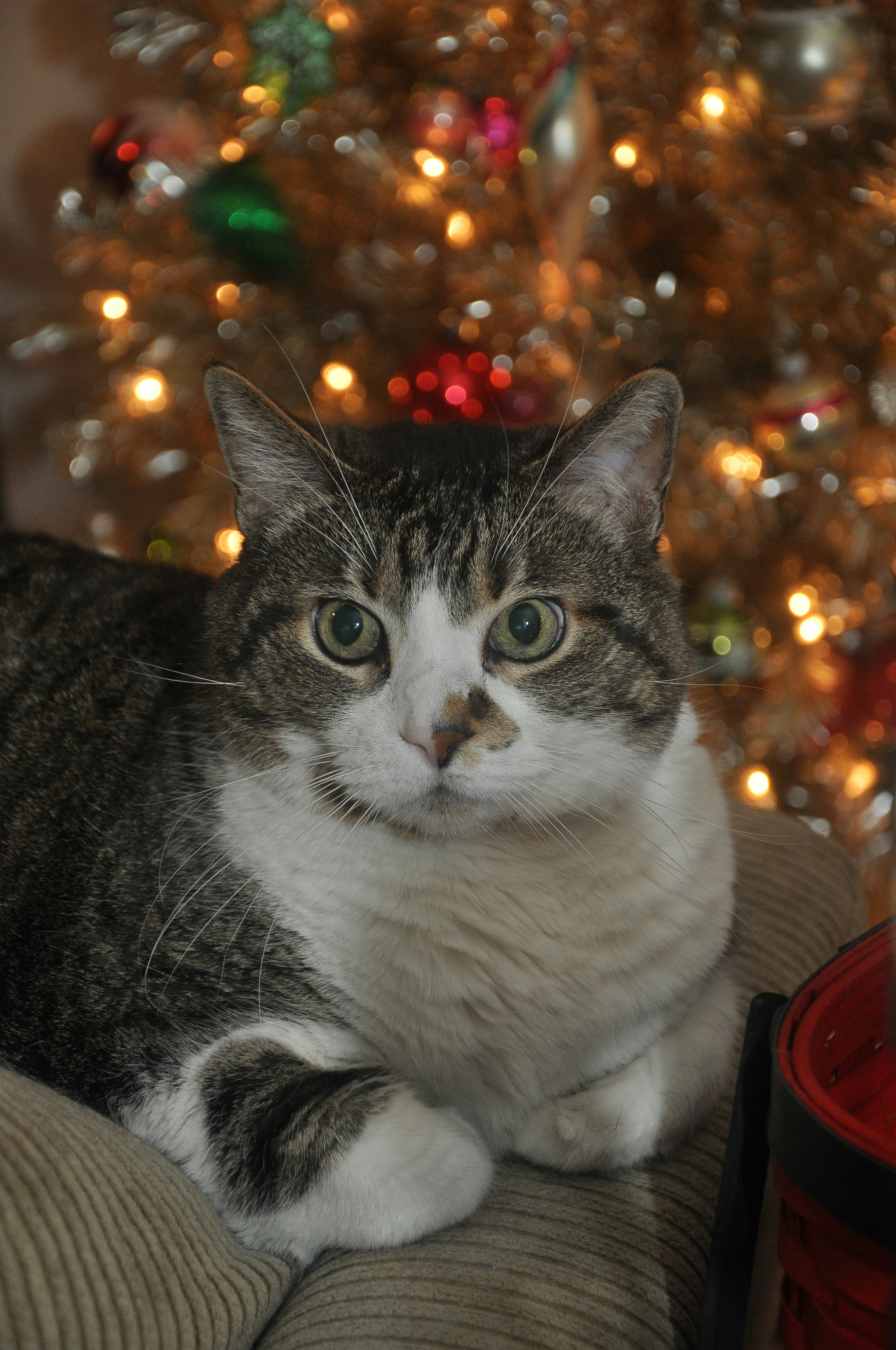 A tabby cat sits in front of a christmas tree.