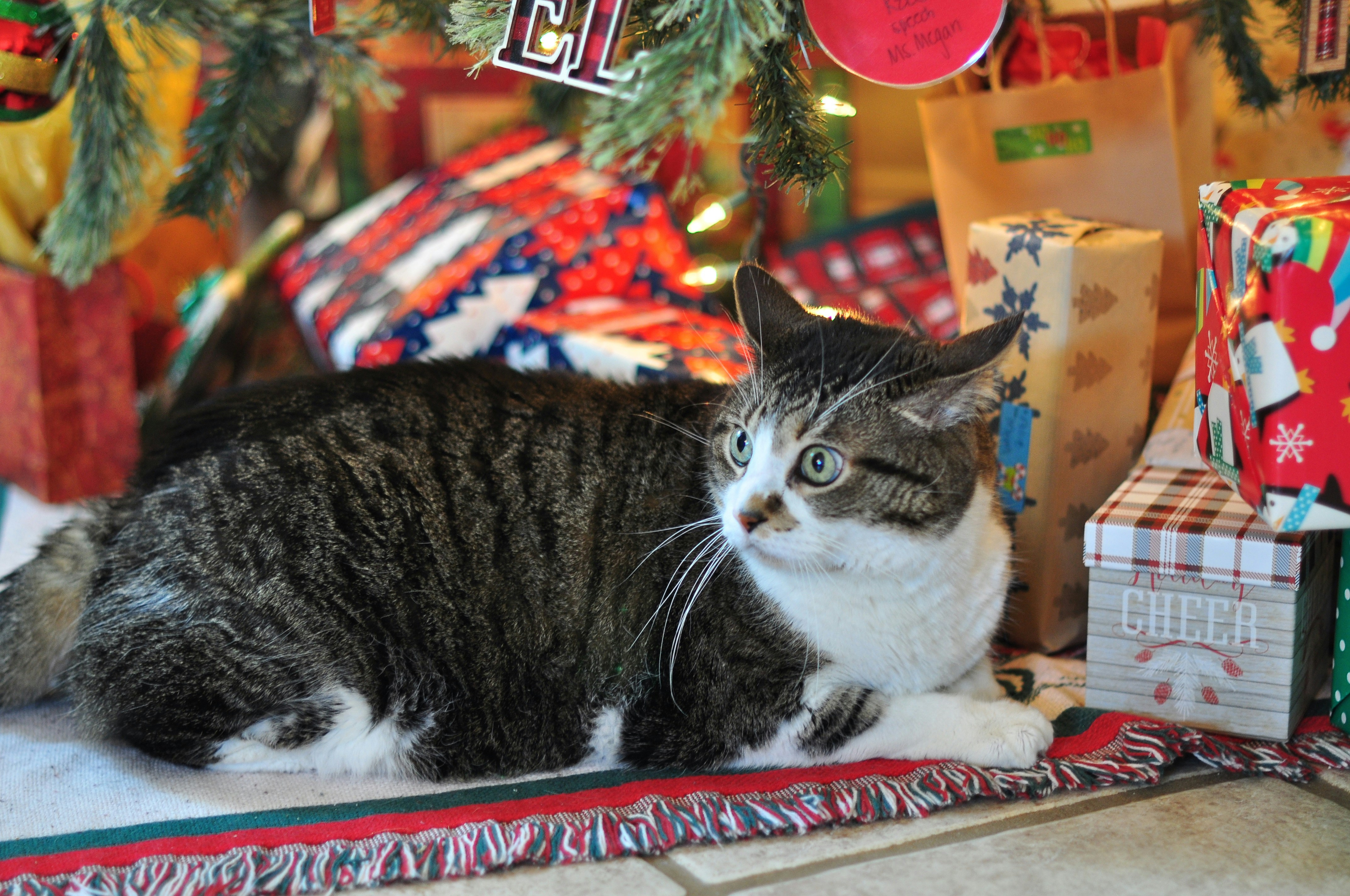 A cat rests under a decorated christmas tree.