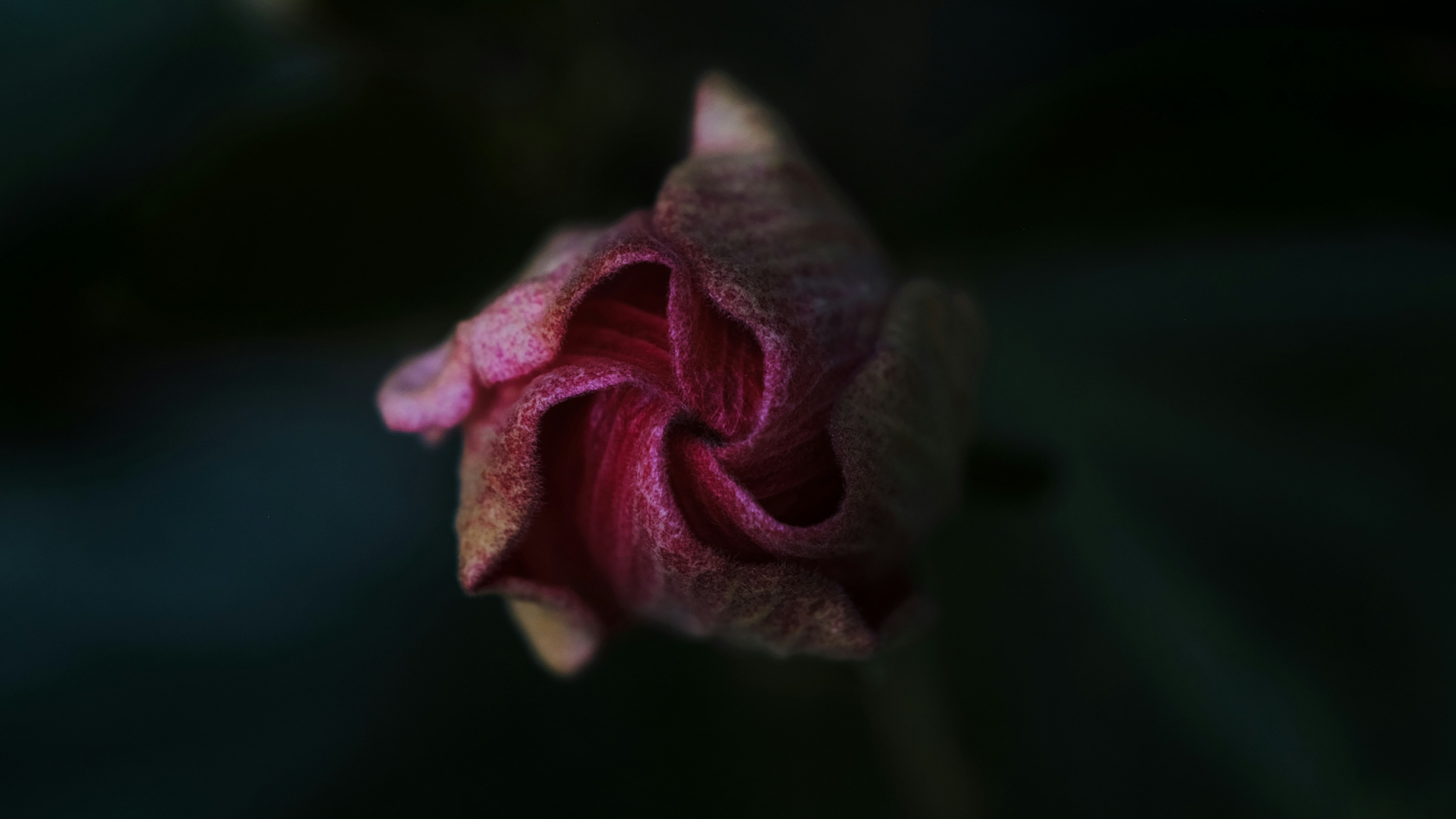 Photo by loubarross888