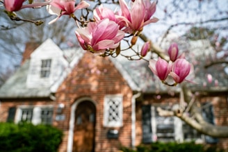 Pink magnolia blossoms frame a brick house