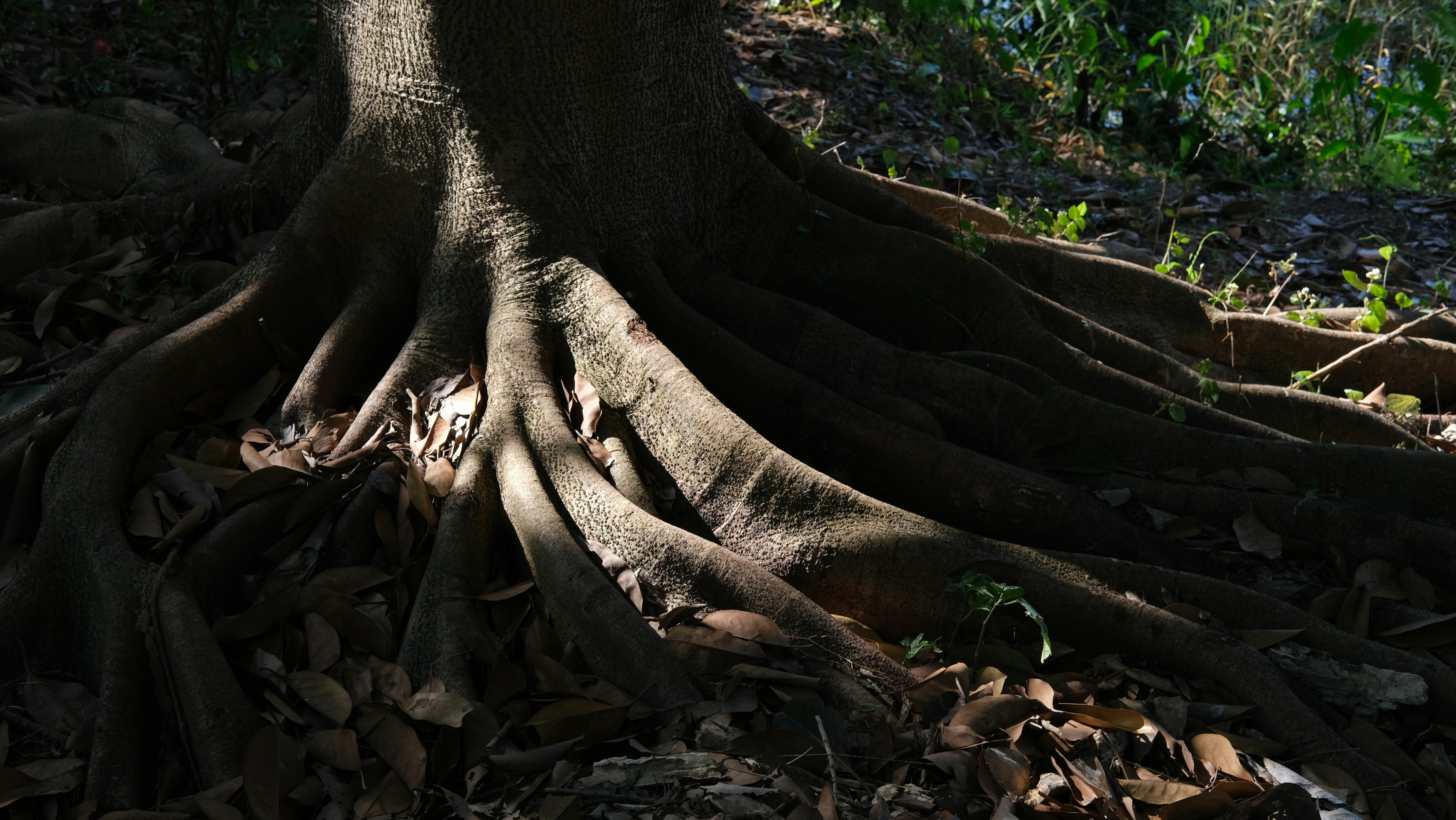 Massive tree roots exposed on the forest floor