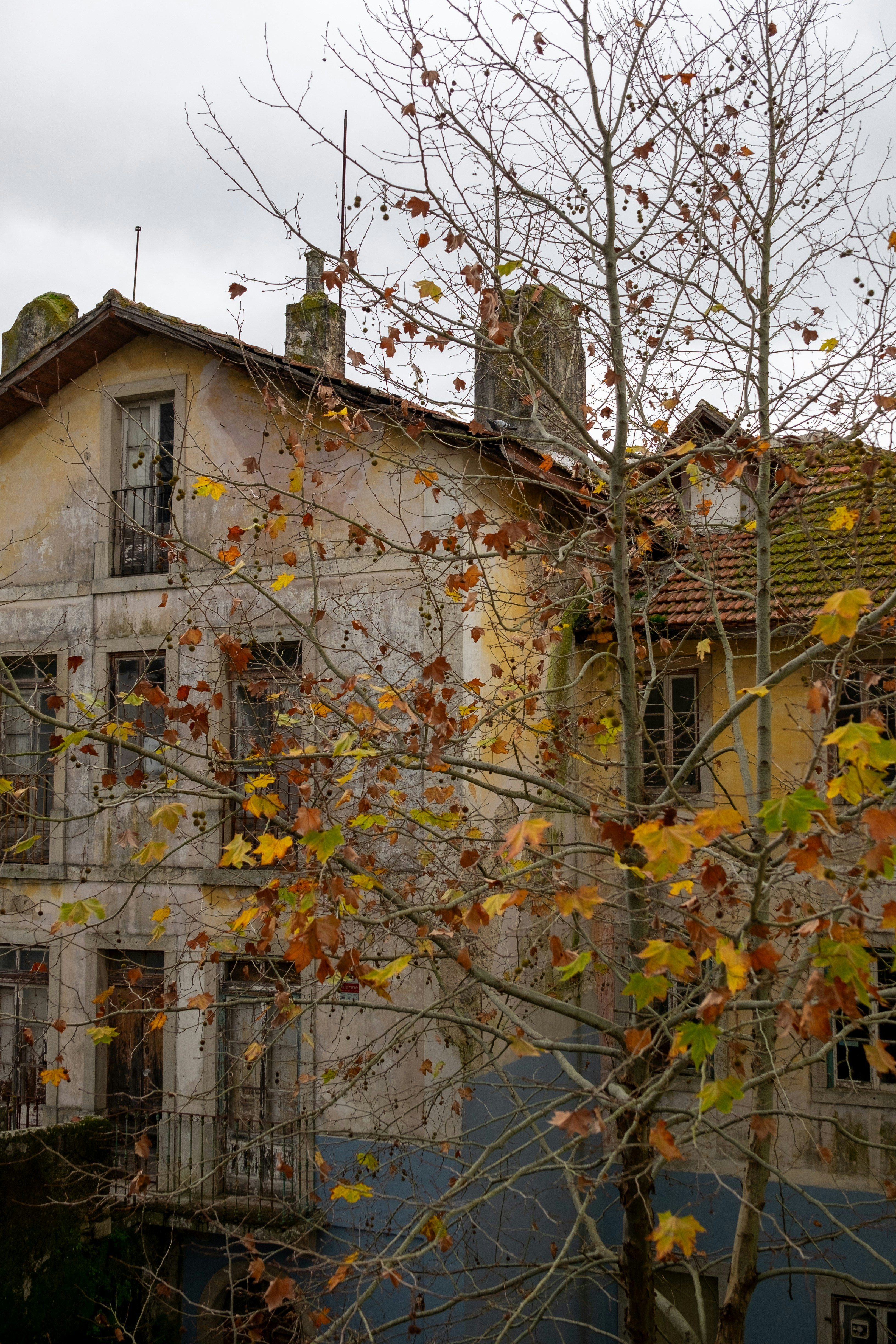 Old weathered building with autumn leaves on tree.