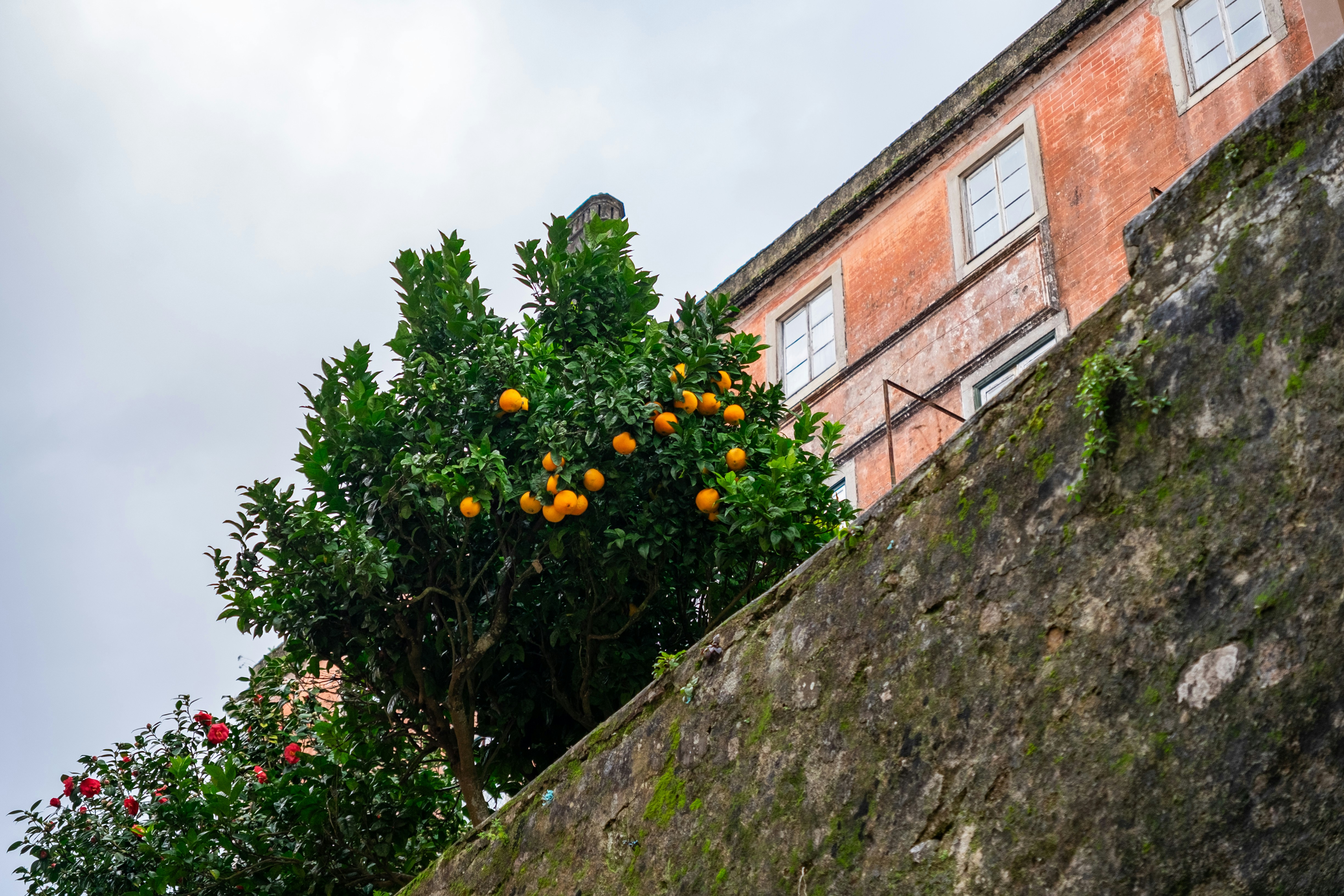 Orange tree with ripe fruit against a building.
